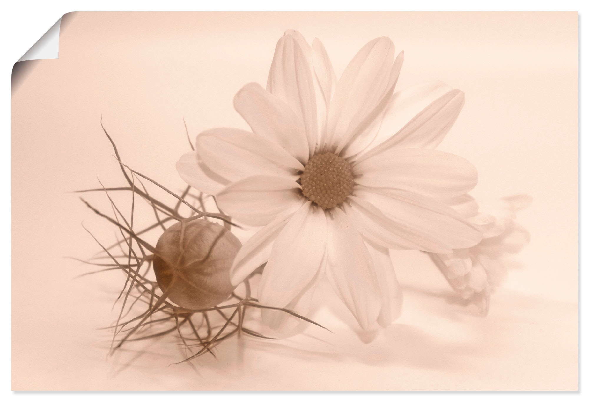 Artland Paveikslas »Chrysantheme« Blumen (1 St...