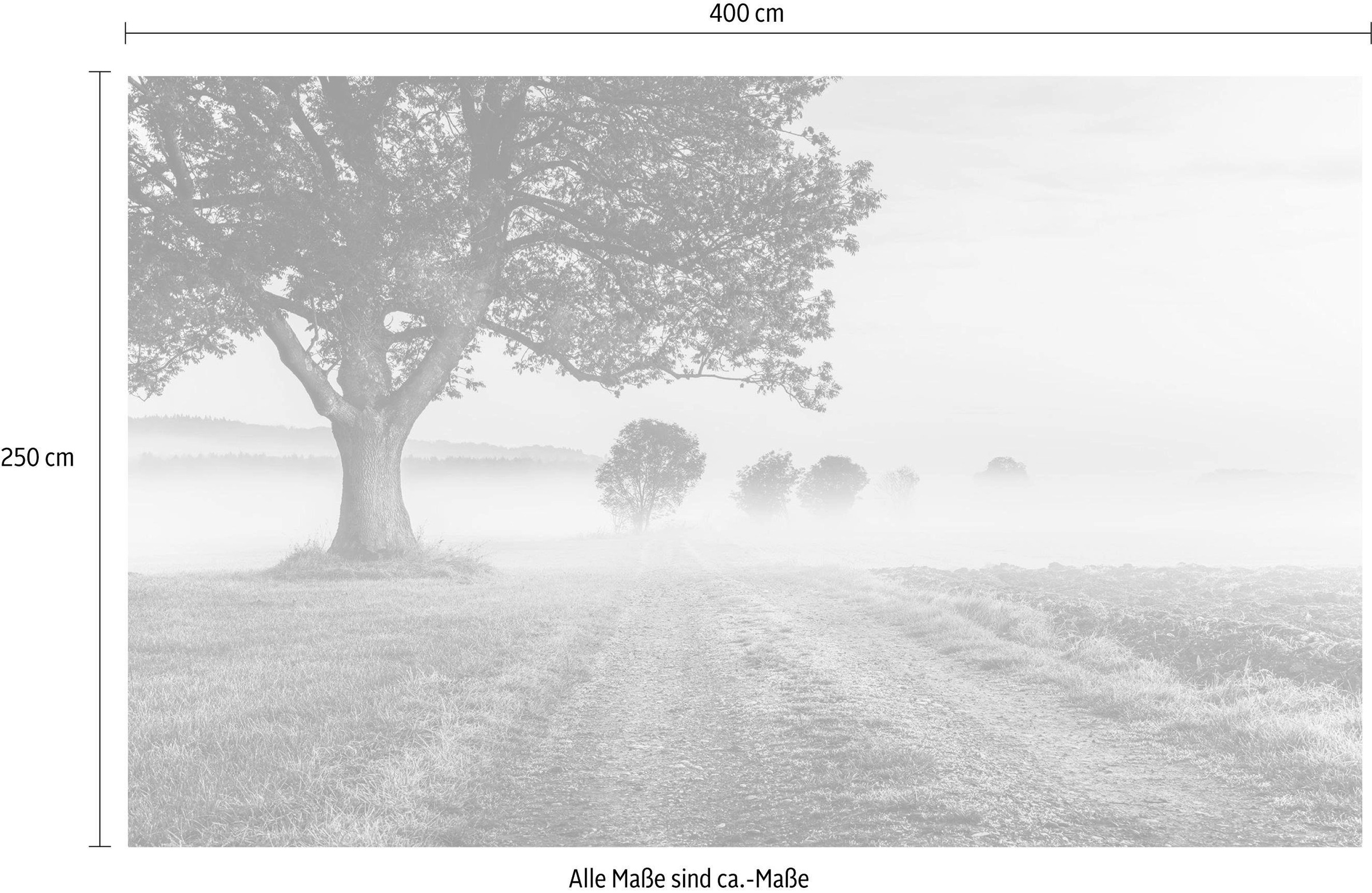 Komar Vliestapete »Digitaldruck Vlies - Misty Morning - Größe 400 x 250 cm«, bedruckt, Wohnzimmer, Schlafzimmer