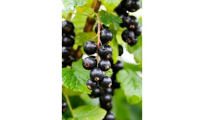 BCM Obstpflanze »Säulenobst Johannisbeere 'Ben Tirran' schwarz«, (1 St.), Höhe: 50 cm,... kaufen