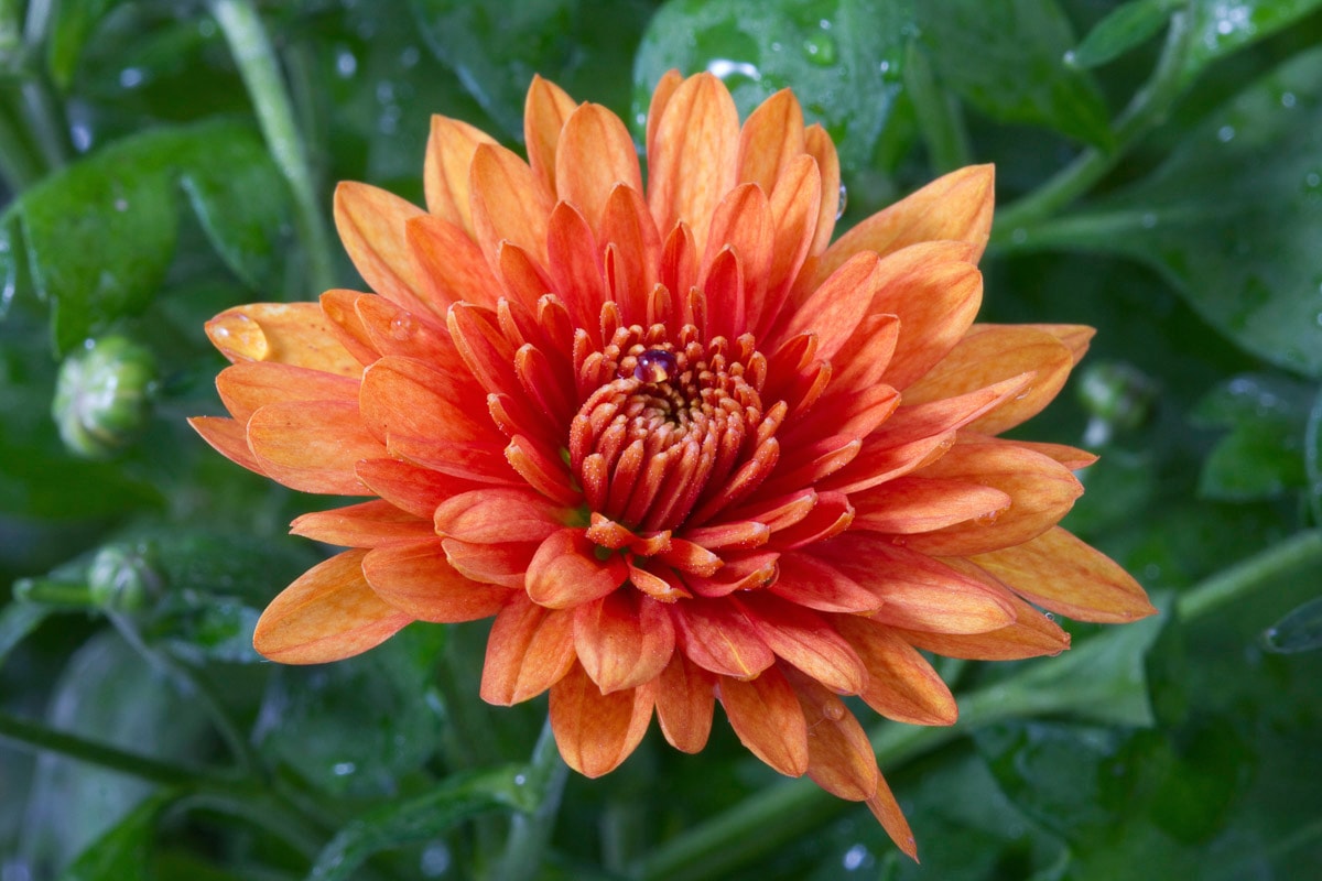 Papermoon Fototapete "Blume"