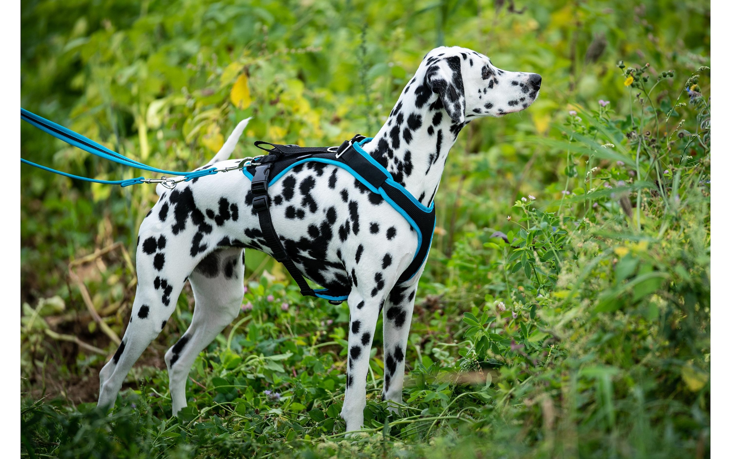   Hunde-Geschirr »Grossenbacher Vary L« Polyester
