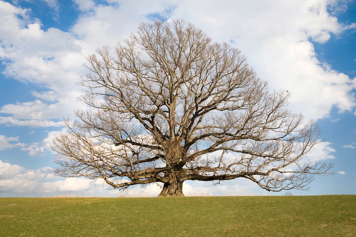 Papermoon "Baum in Landschaft"