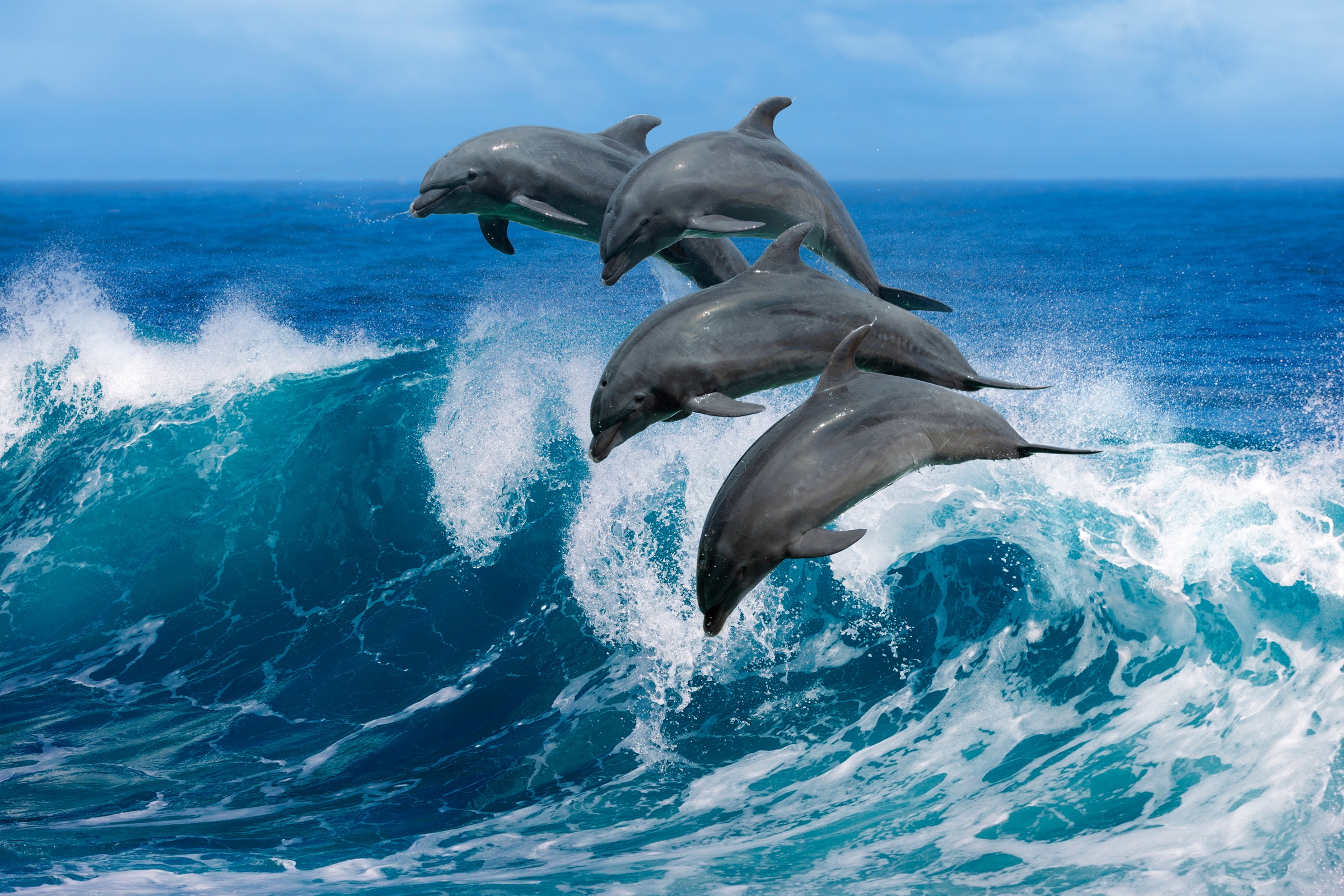Papermoon Fototapete "Playful Dolphins" glatt
