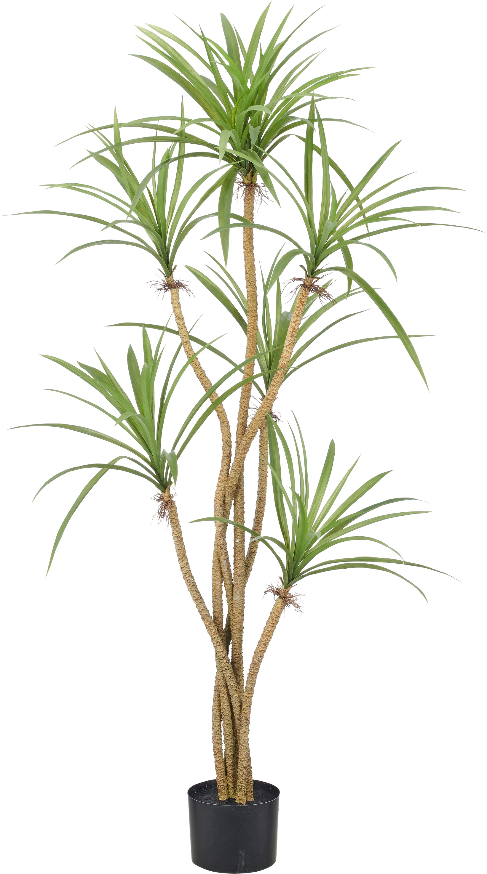 Creativ green Kunstbaum "Dracaena marginata" mit 6 Stämmen
