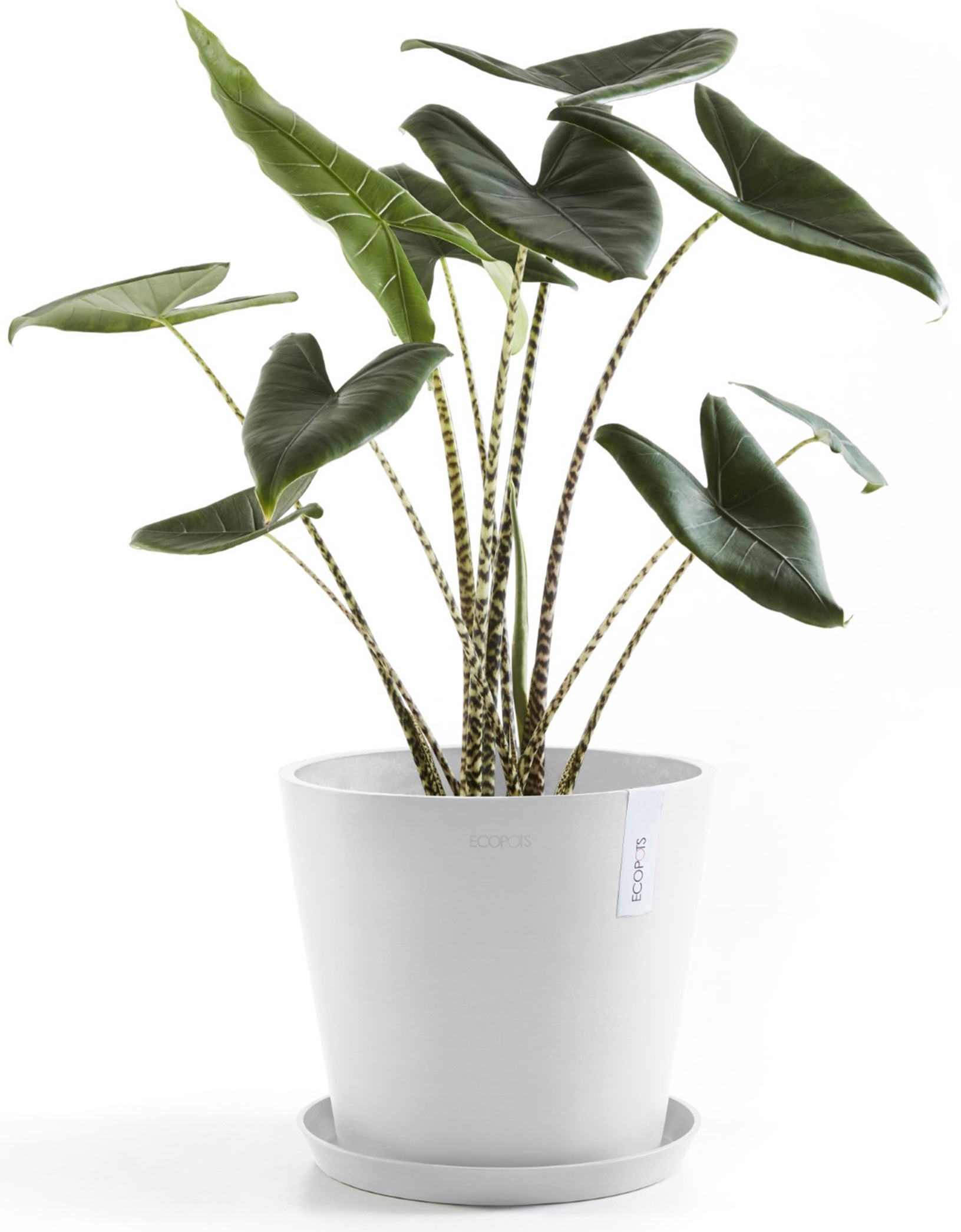 ECOPOTS Blumentopf »Amsterdam 30 + Wassersystem Weißgrau«, für innen und außen: frostsicher, bruchsicher und lichtbeständig