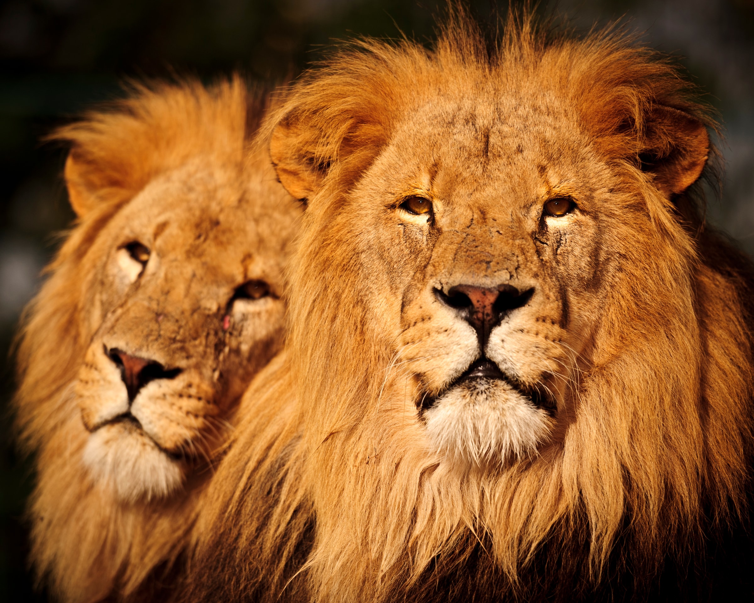 Fototapete »Male Lions«