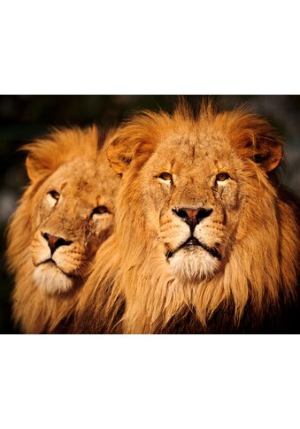 Fototapete »Male Lions«