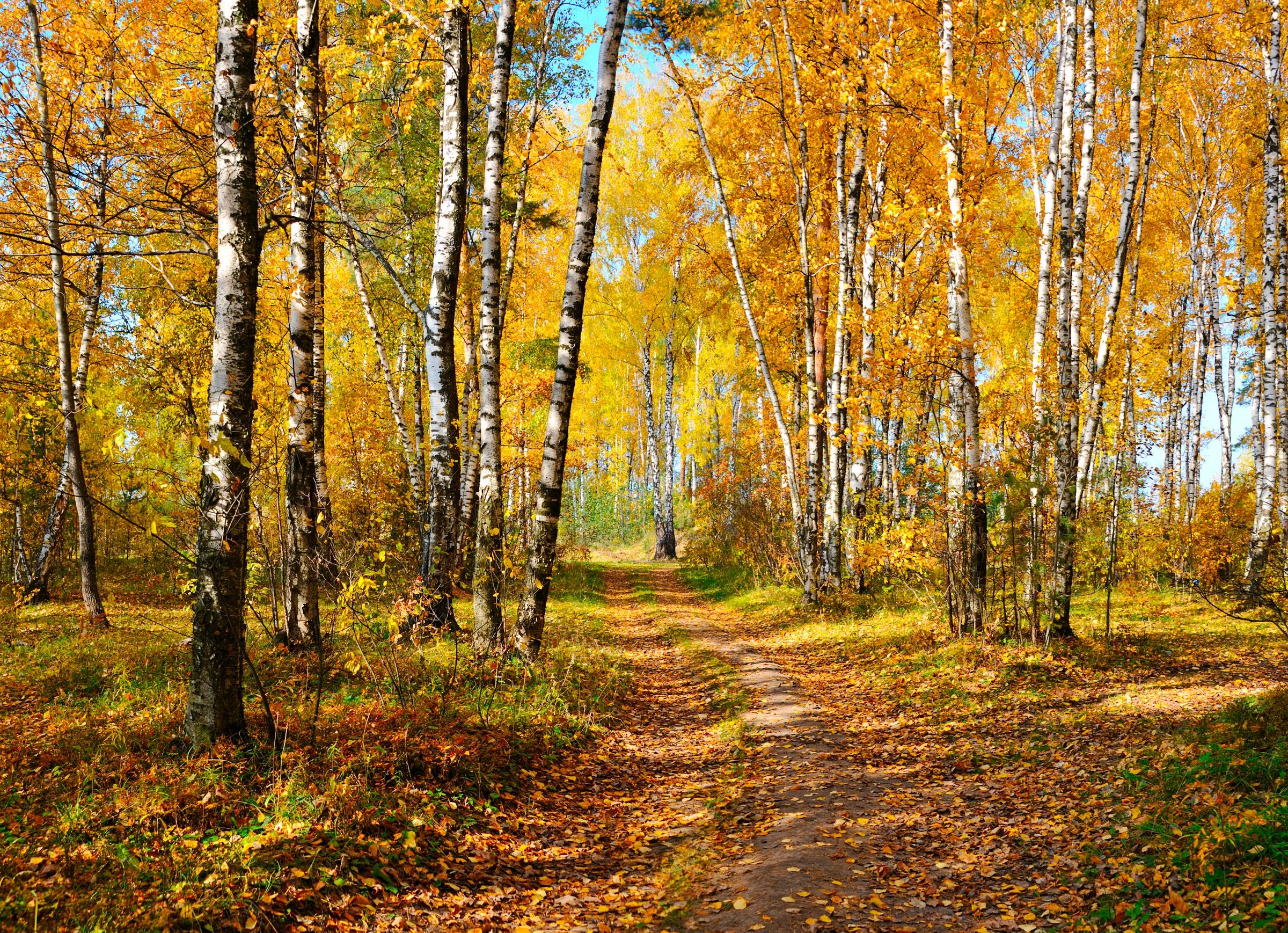 Papermoon Fototapete "Autumn Forest" glatt
