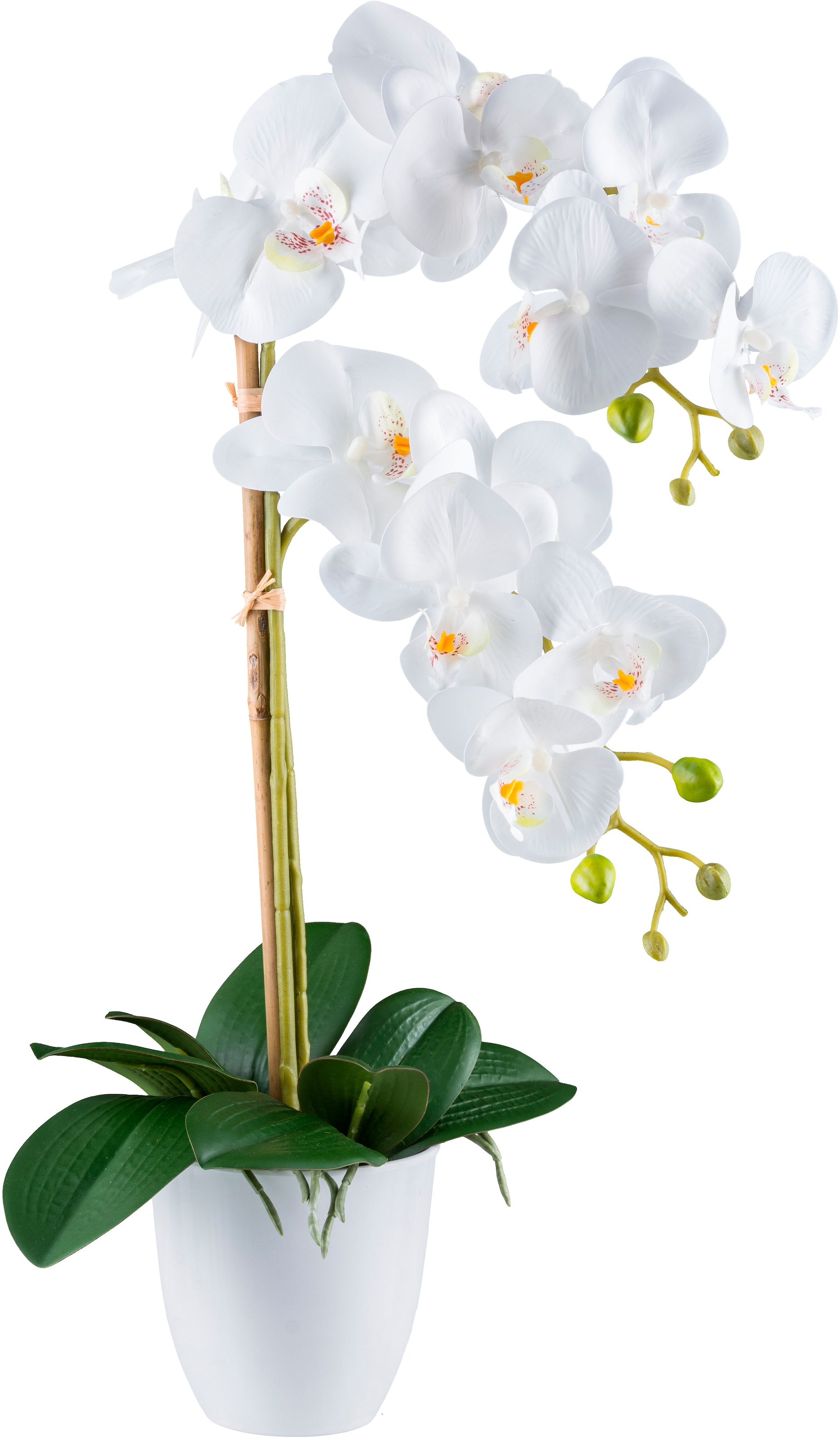 Kunstorchidee »Orchidee Phalaenopsis«, mit real-touch-Blüten