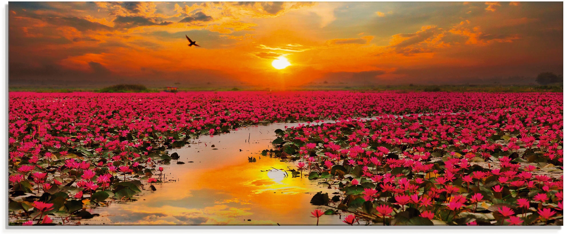 Artland Glasbild "Sonnenschein blühende Lotusblume" Blumen 1 Stk. tlg. in v günstig online kaufen