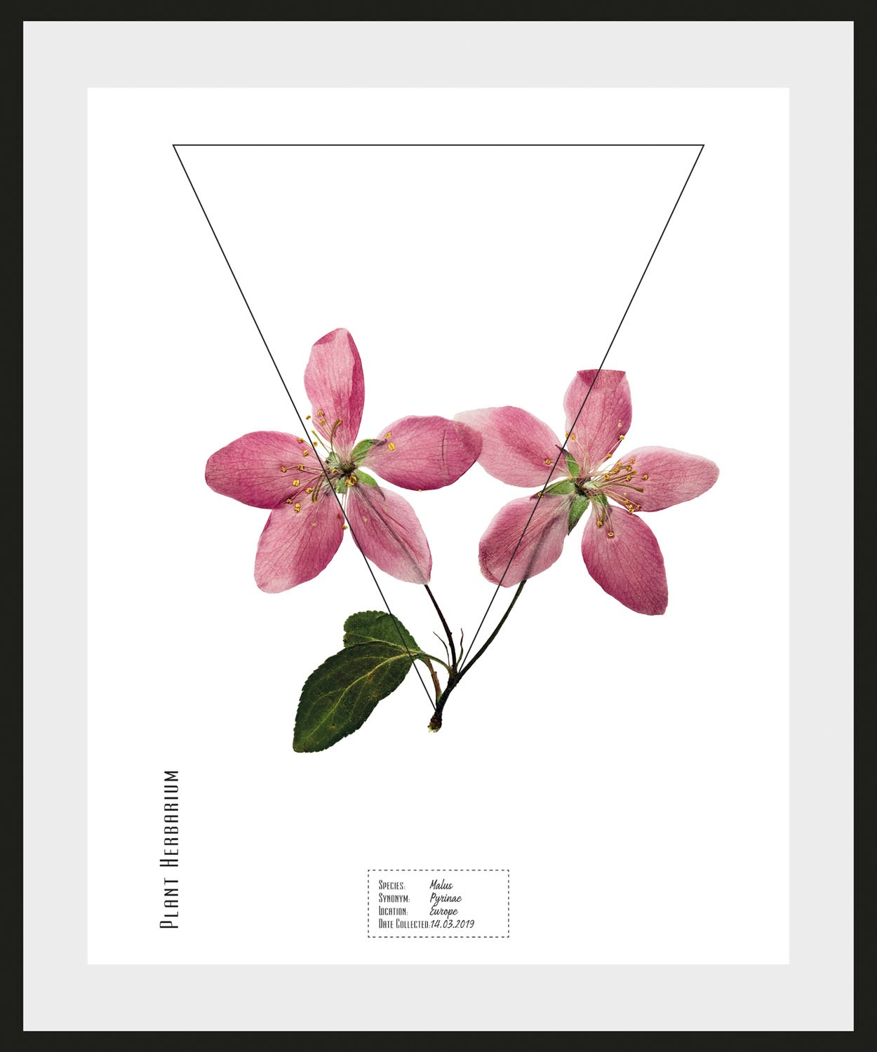 queence Bild »Malus« 1 Stk. tlg.