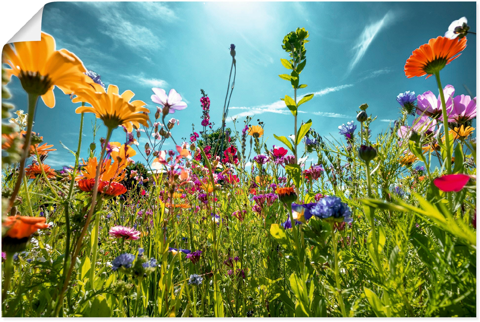 Artland Wandbild "Buntes Blumenfeld" Blumenwiese 1 Stk. tlg. als Alubild, O günstig online kaufen