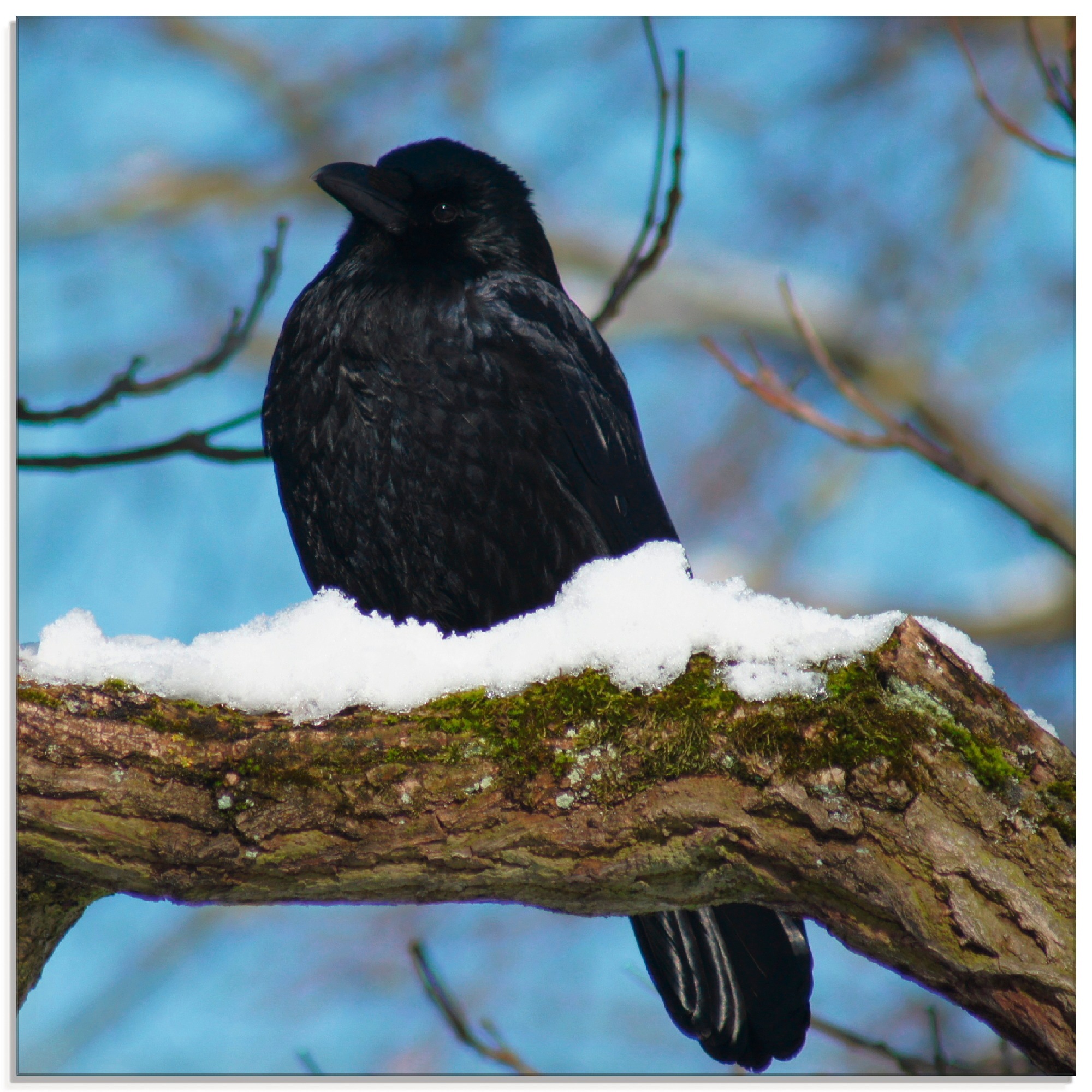 Artland Glasbild "Rabe im Winter", Vögel, (1 St.), in verschiedenen Größen günstig online kaufen