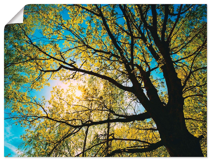 Artland Wandbild »Sonne strahlt explosiv durch den Baum«, Bäume, (1 St.),  als Alubild, Leinwandbild, Wandaufkleber oder Poster in versch. Größen  kaufen | BAUR