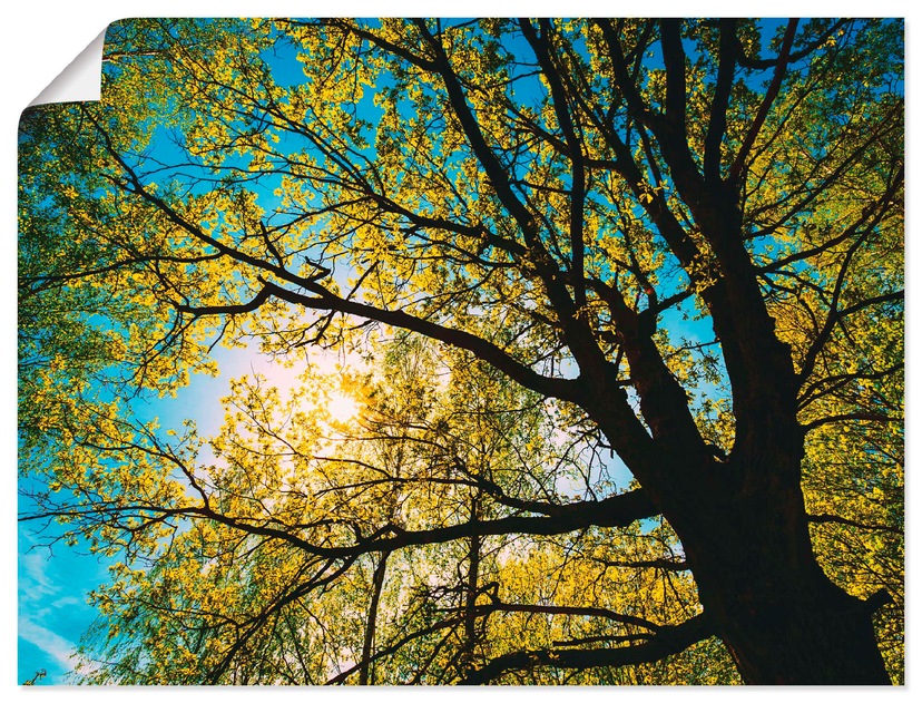 explosiv versch. durch Artland Leinwandbild, Bäume, »Sonne (1 Wandaufkleber Wandbild Poster St.), Alubild, in als den kaufen Baum«, strahlt BAUR | Größen oder