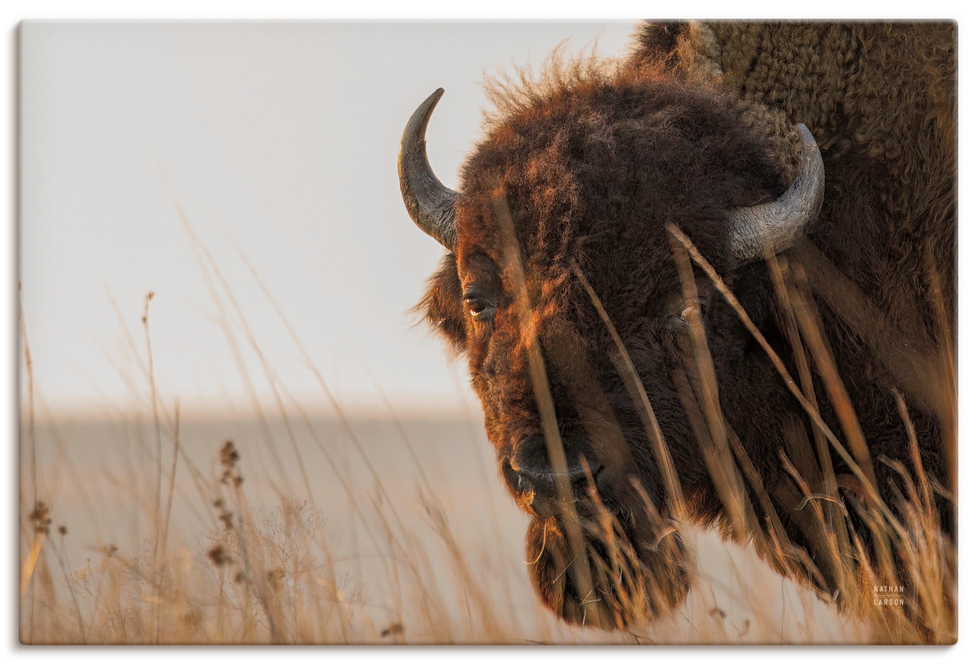 Artland Wandbild "Bison Sunset" Wildtiere 1 Stk. tlg. als Alubild, Leinwandbild, Poster, Wandaufkleber in verschied. Größen