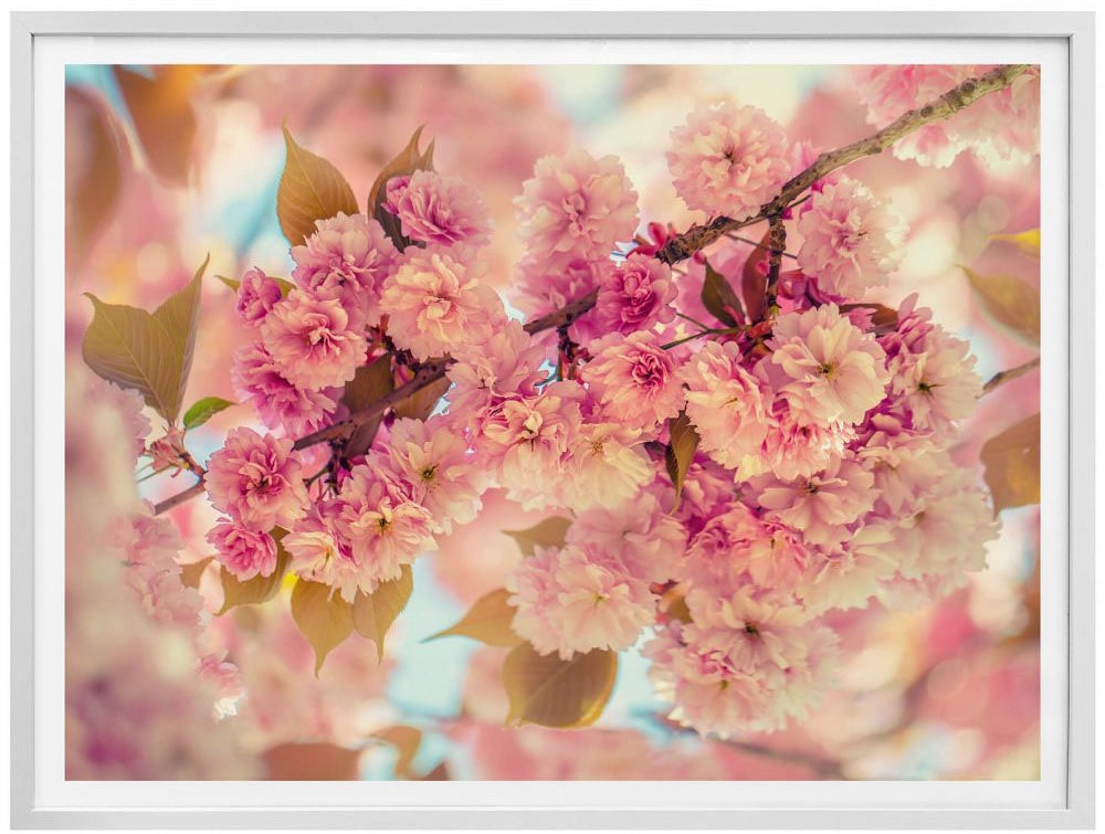 kaufen »Kirschblüten«, Poster St.) Wall-Art Natur, | BAUR (1