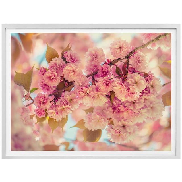 Wall-Art Poster »Kirschblüten«, Natur, (1 St.) kaufen | BAUR