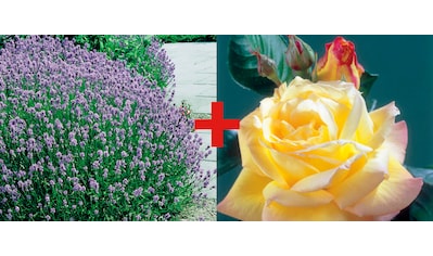 BCM Beetpflanze »Rose 'Peace ' & Lavendel«, (2 St.), Set: 2 Pflanzen kaufen