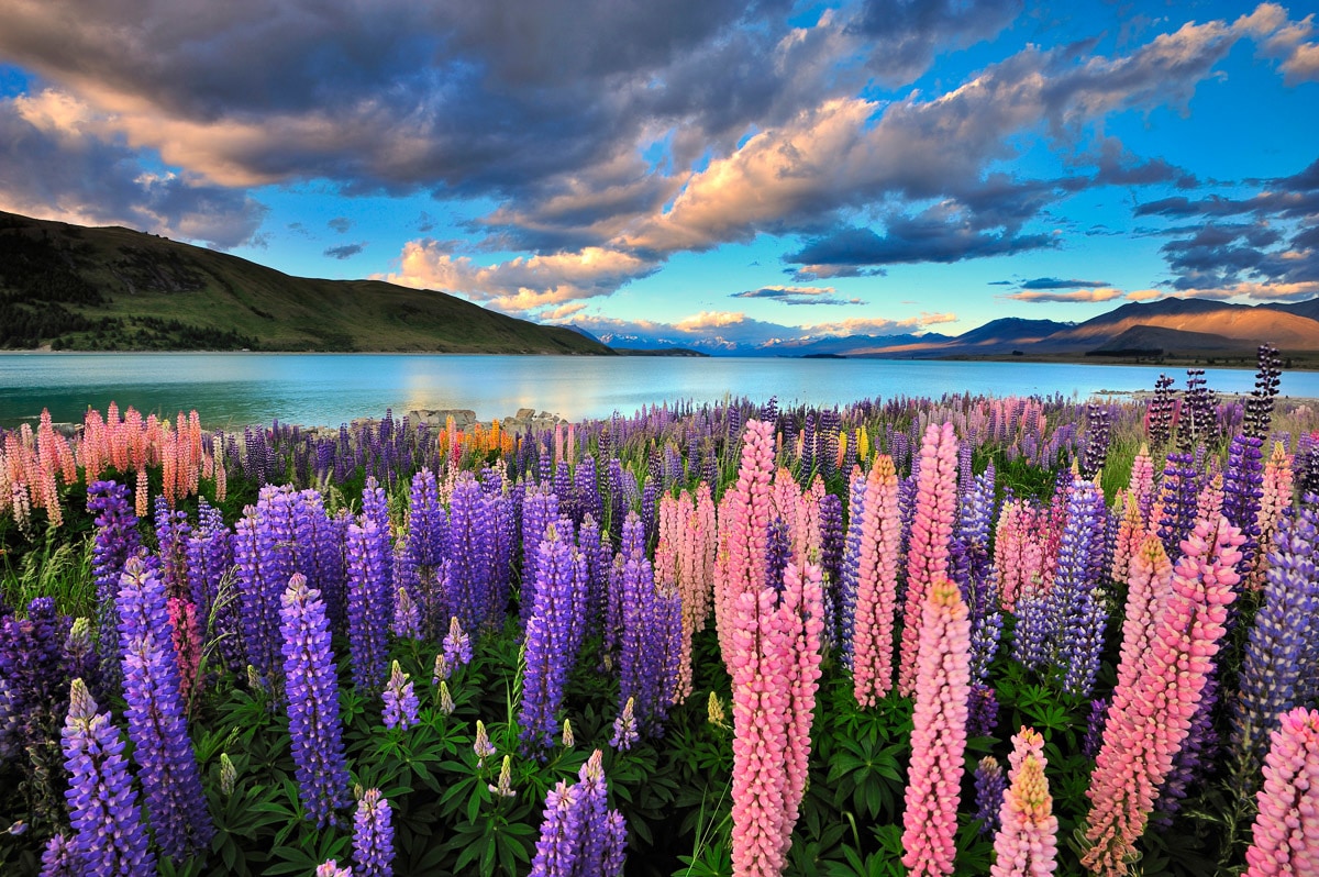 Papermoon "See Tekapo Lupinen"