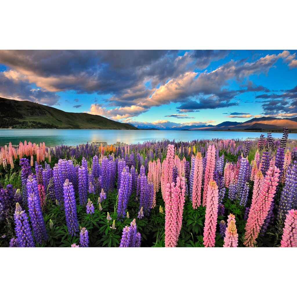 Papermoon Fototapete »See Tekapo Lupinen«