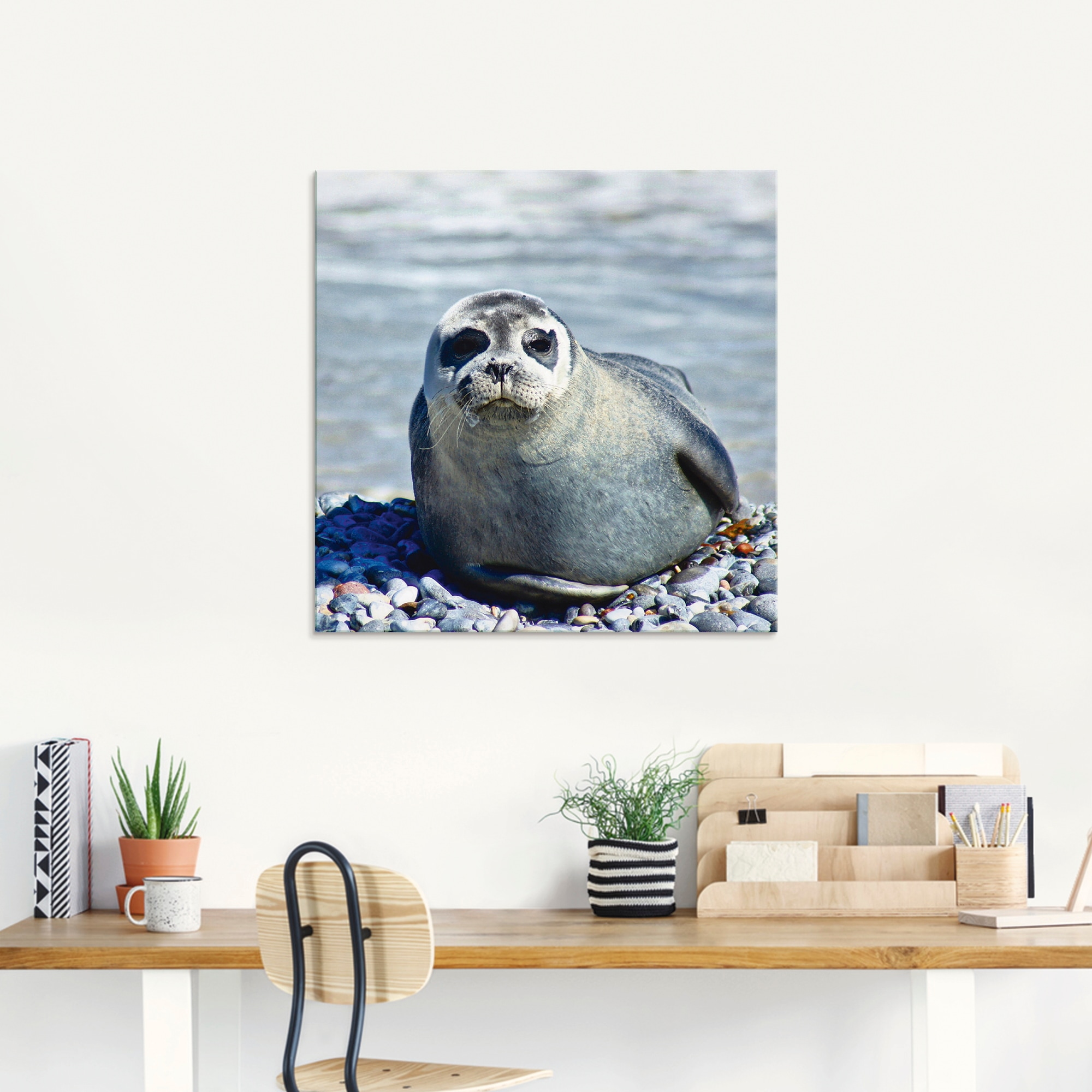 Artland Glasbild »Robbe am Strand von Helgoland«, Wassertiere, (1 St.), in verschiedenen Größen