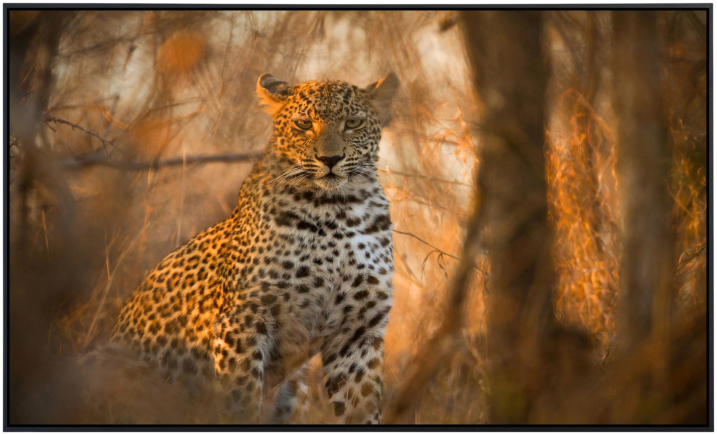 Papermoon Infrarotheizung »Leopard in Wald«, sehr angenehme Strahlungswärme