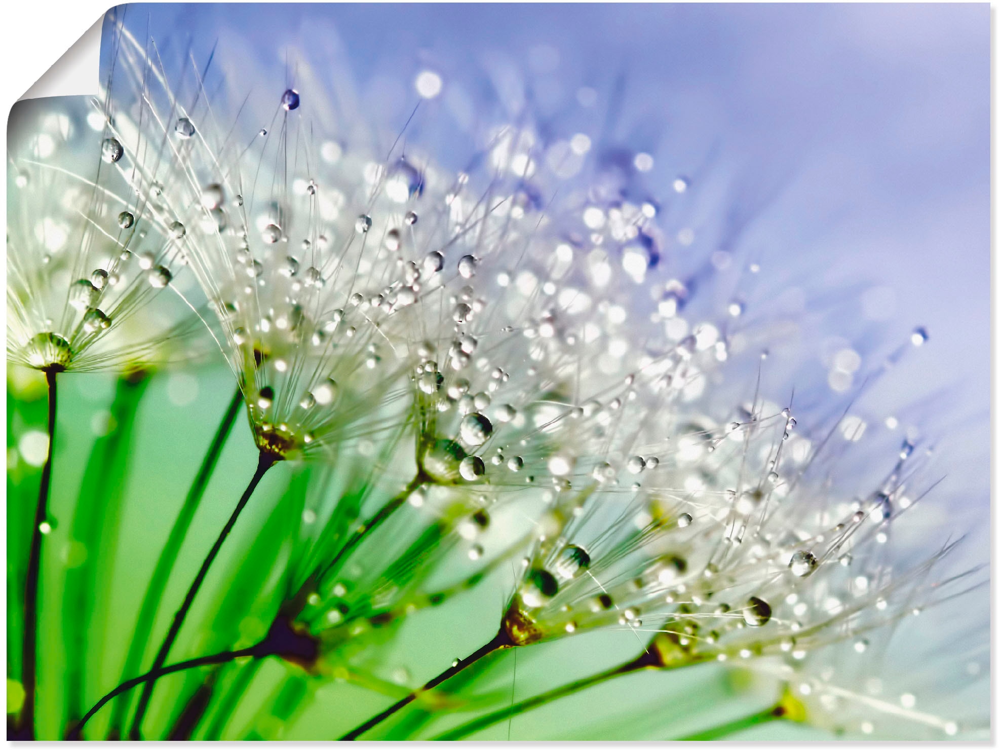 Artland Wandbild "Glitzernde Pusteblume III", Blumen, (1 St.), als Leinwandbild, Poster, Wandaufkleber in verschied. Grö