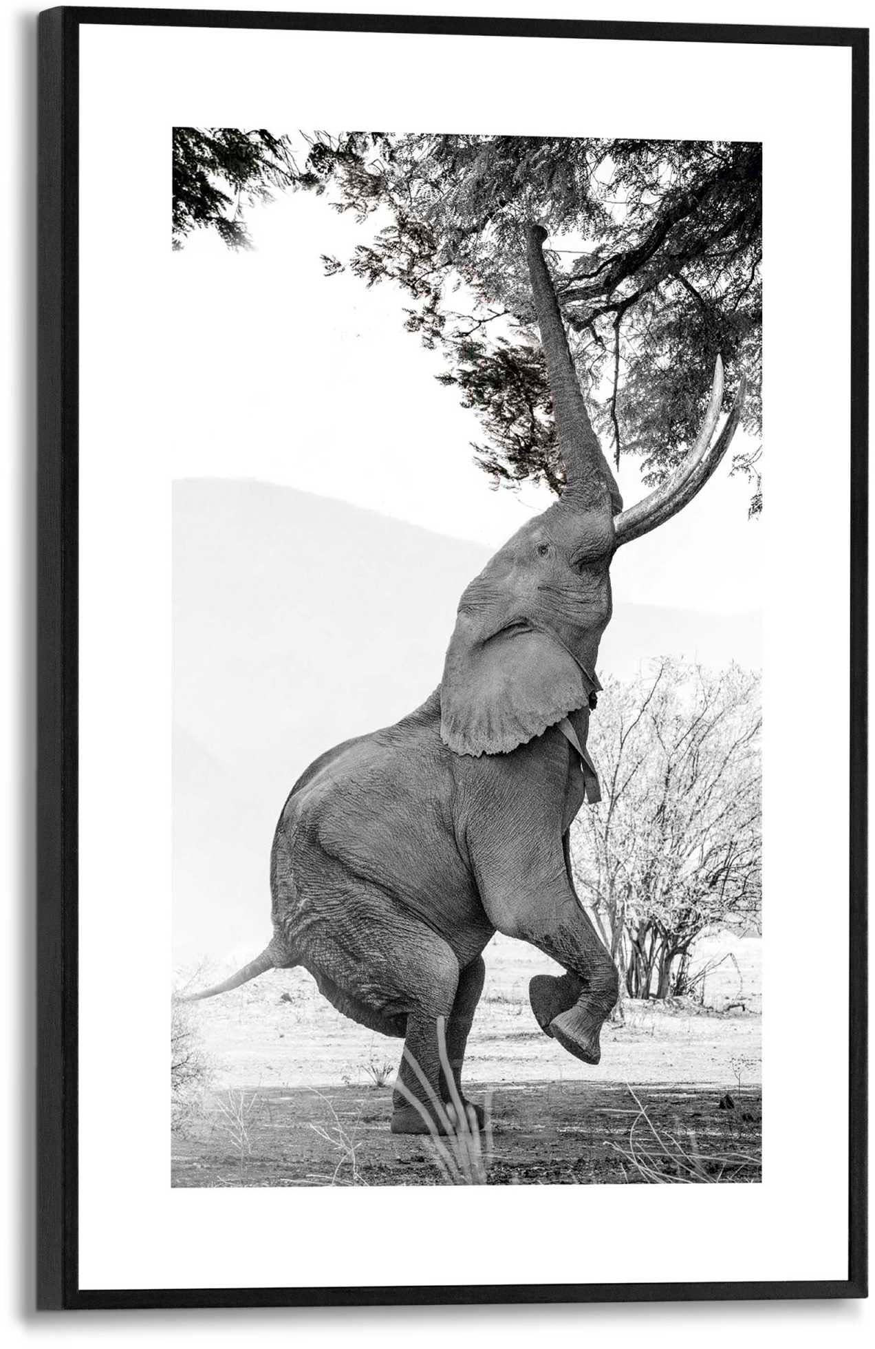 »Elefant« Reinders! bestellen Poster BAUR |