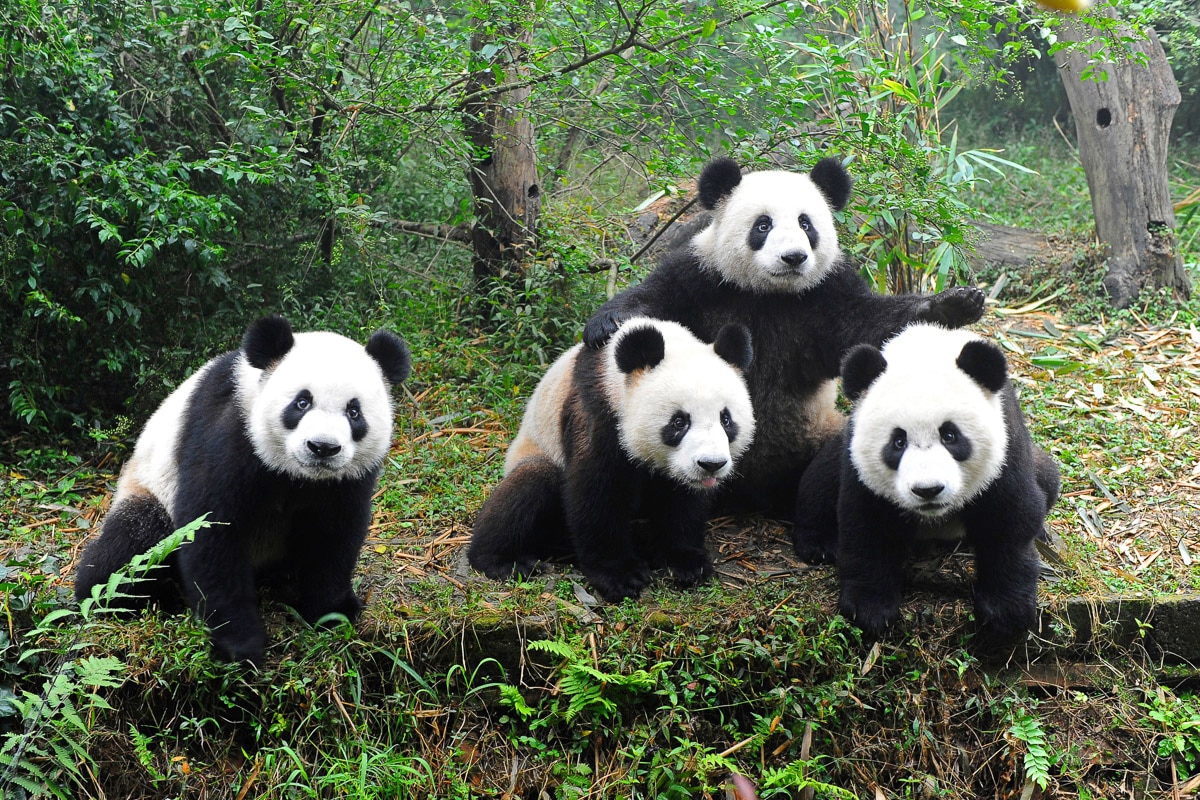 Papermoon "Pandafamilie"