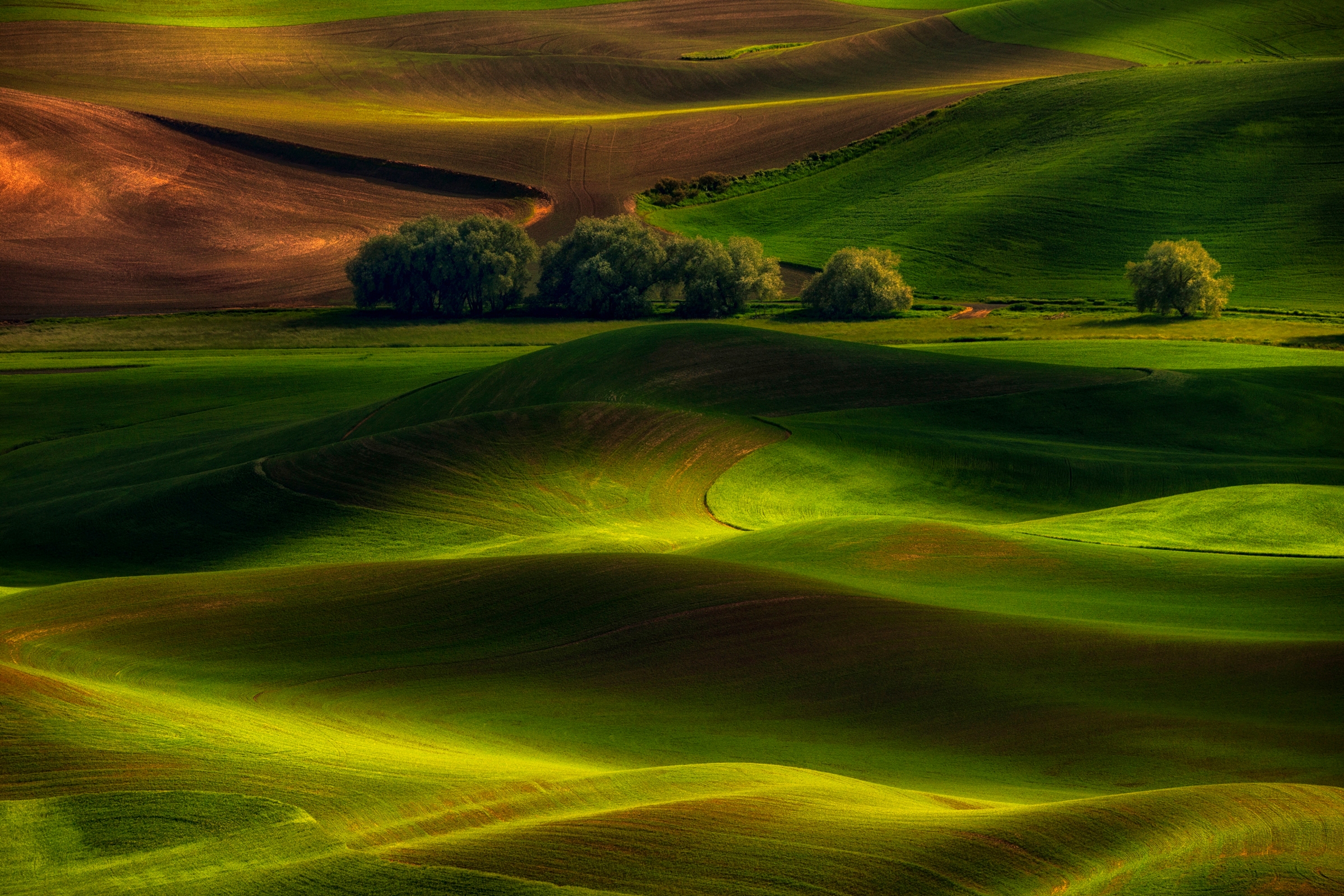 Papermoon Fototapete "Photo-Art LYDIA JACOBS, FRÜHLING IM PALOUSE" günstig online kaufen