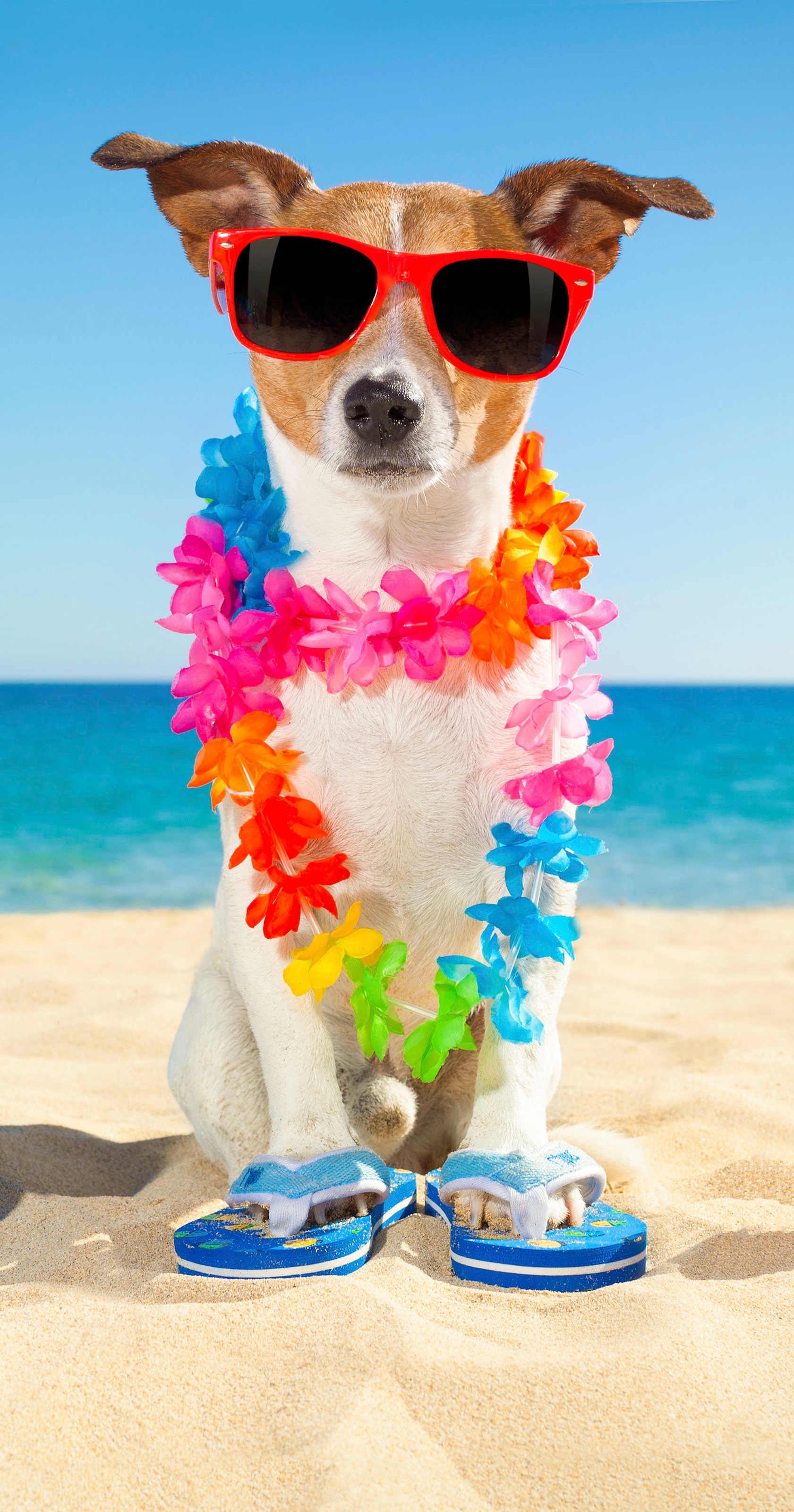 BAUR | (1 St.), Strandtuch Rechnung Sonnenbrille & good Hund »Buddy«, morning auf mit