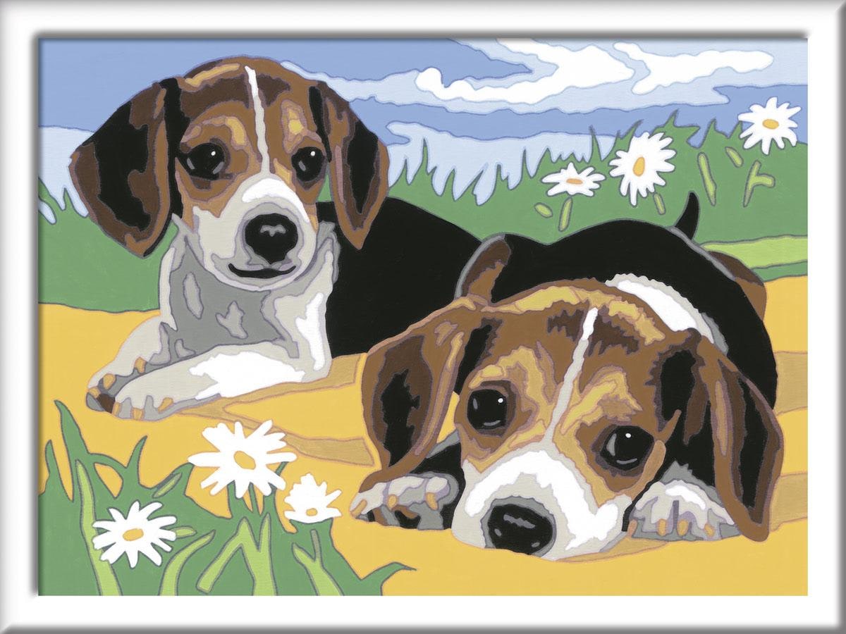 Ravensburger Malen nach Zahlen »Jack Russel Welpen«, Made in Europe