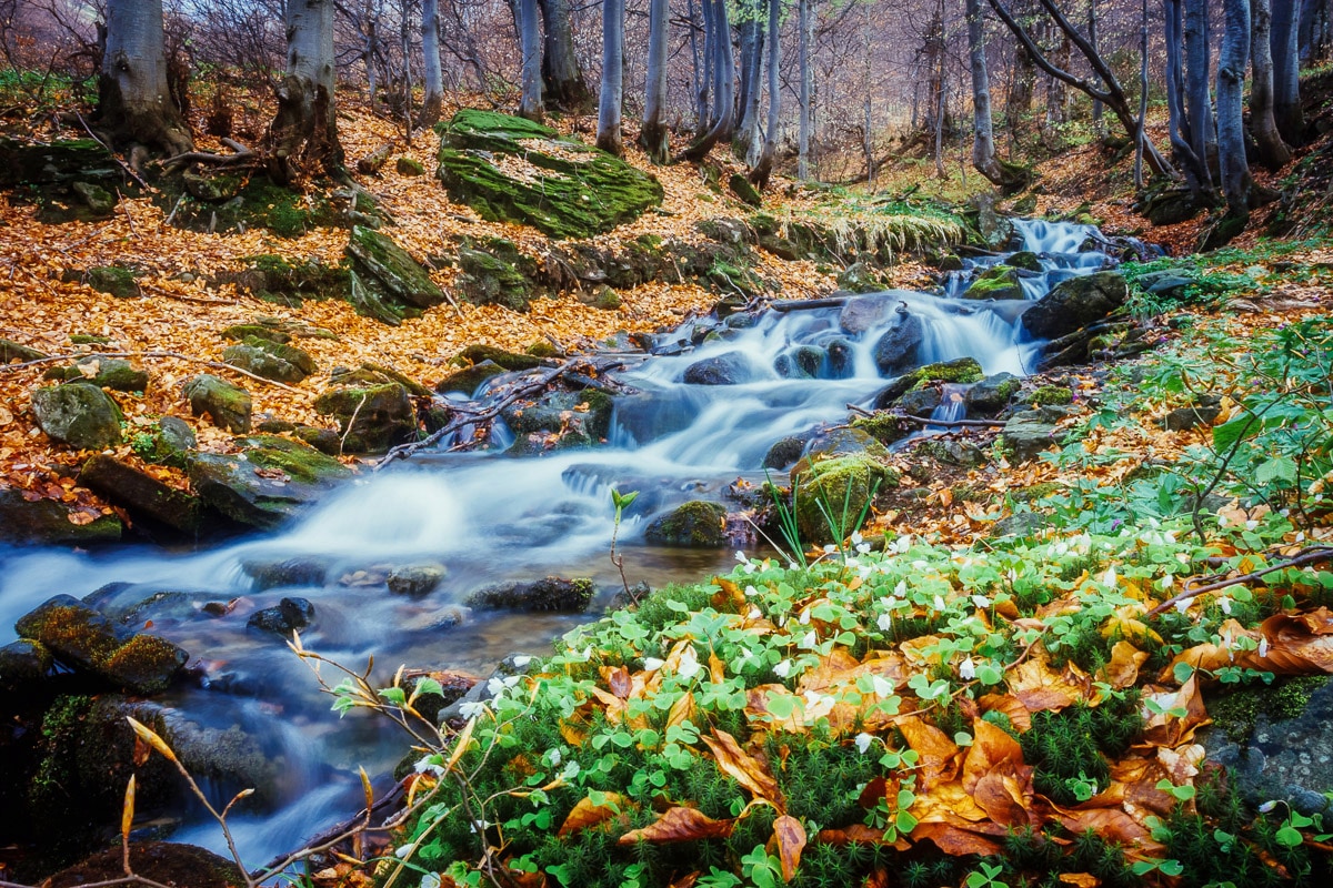 Papermoon Fototapete "Fluss im Wald" günstig online kaufen