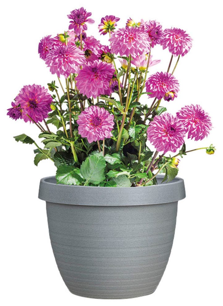 Scheurich Blumentopf »48/270 COUNTRY STAR 48«