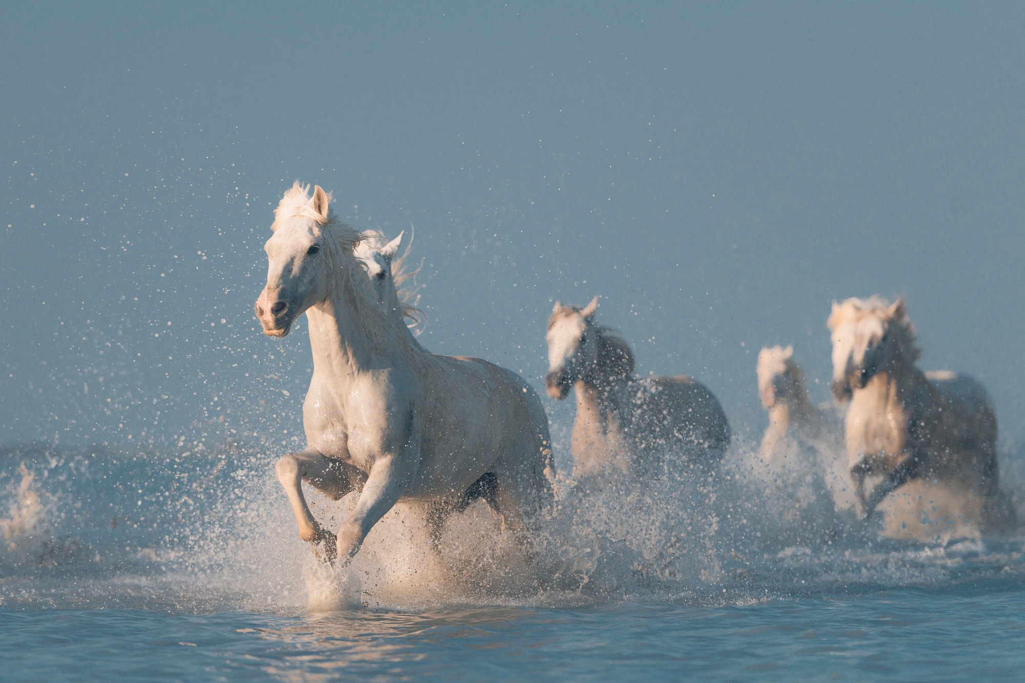Papermoon Fototapete "Photo-Art ROSTOVSKIY ANTON, ANGELS VON CAMARGUE"