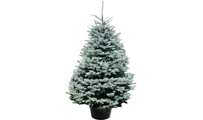 Weihnachtsbaum Guru Echter Weihnachtsbaum »Edeltanne im Topf, Weihnachtsdeko«, Edeltanne kaufen