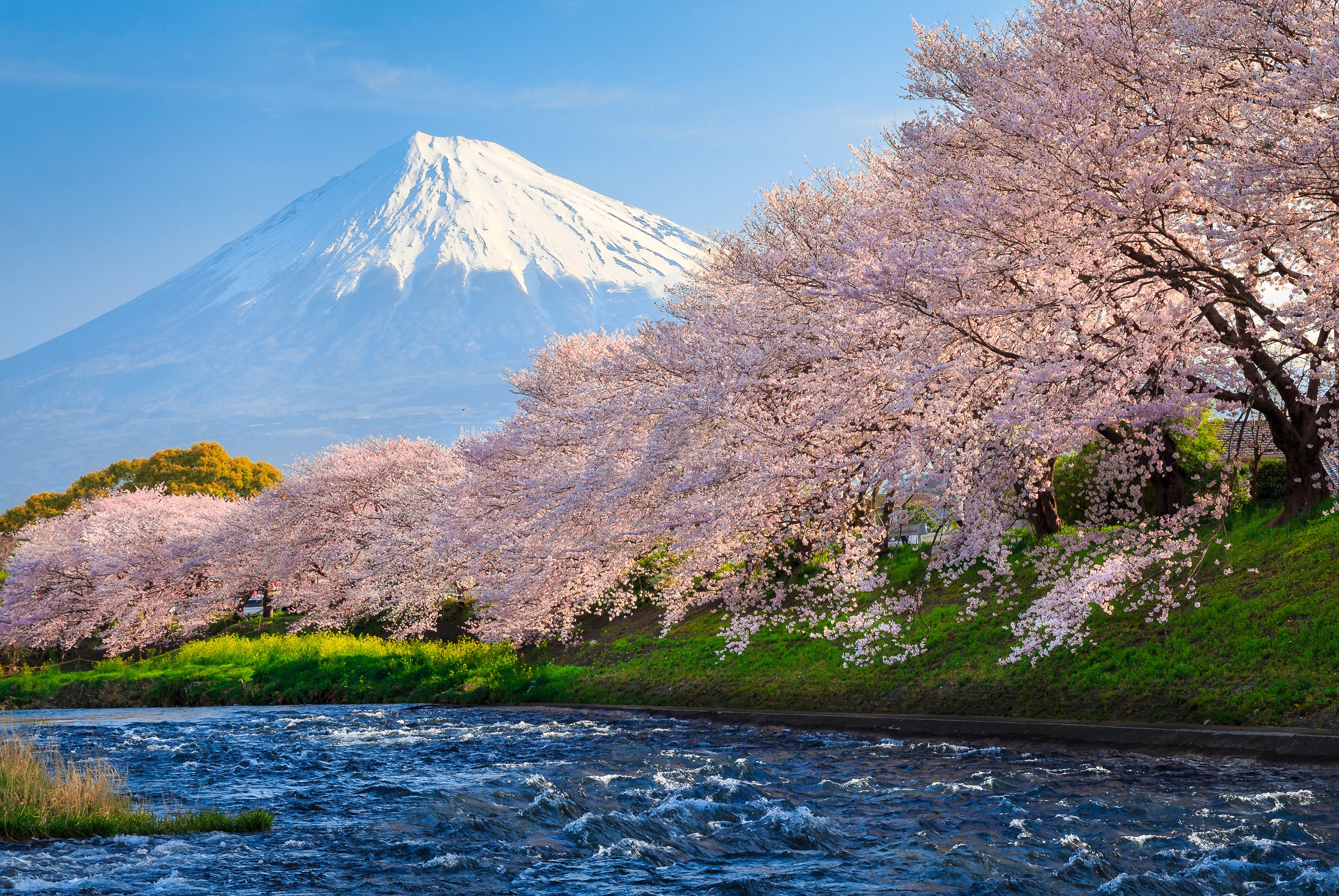 Papermoon Fototapete "Fuji and Sakura"