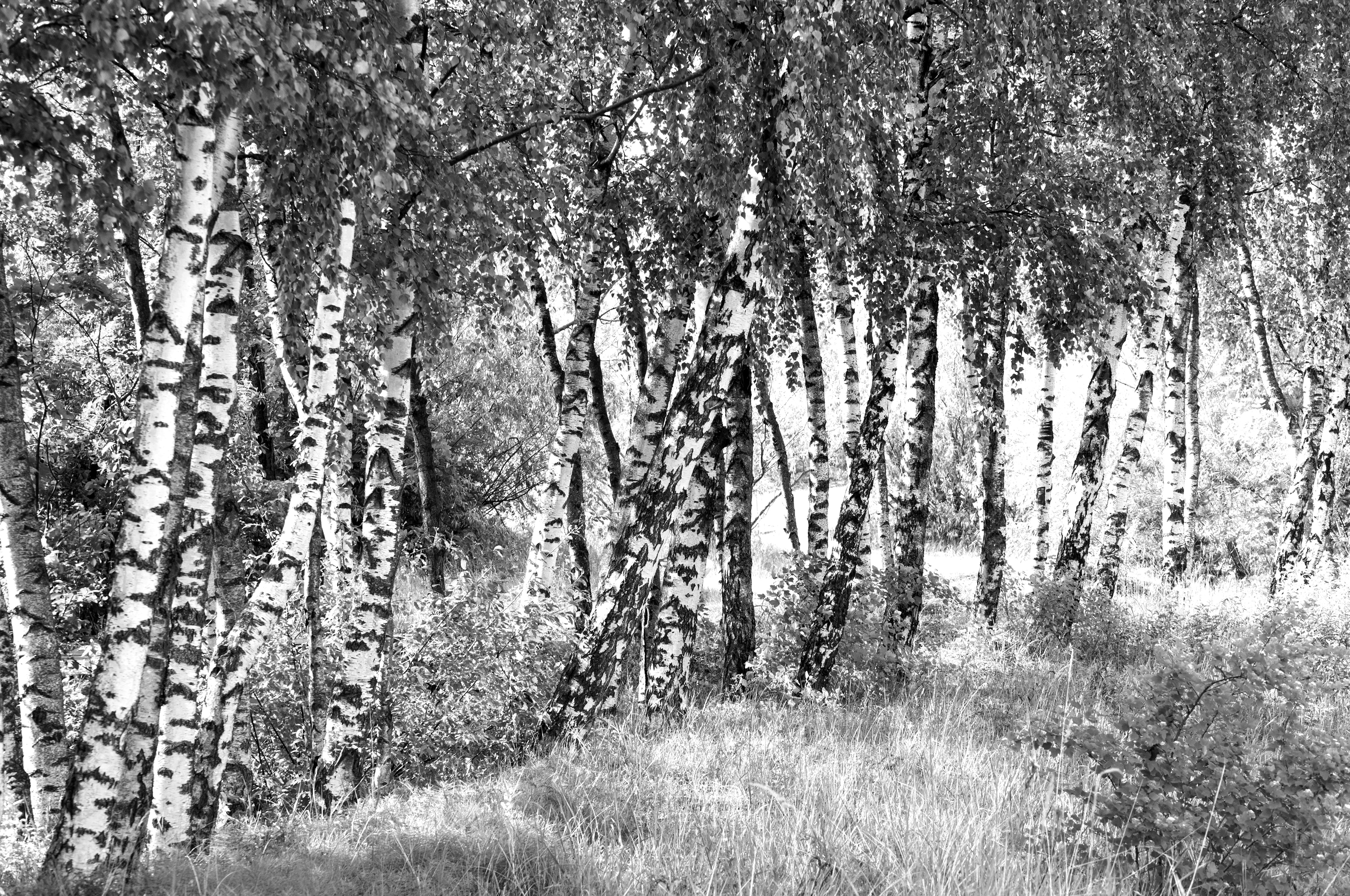 Papermoon 1100000002199 "Birkenwald Schwarz & Weiß"