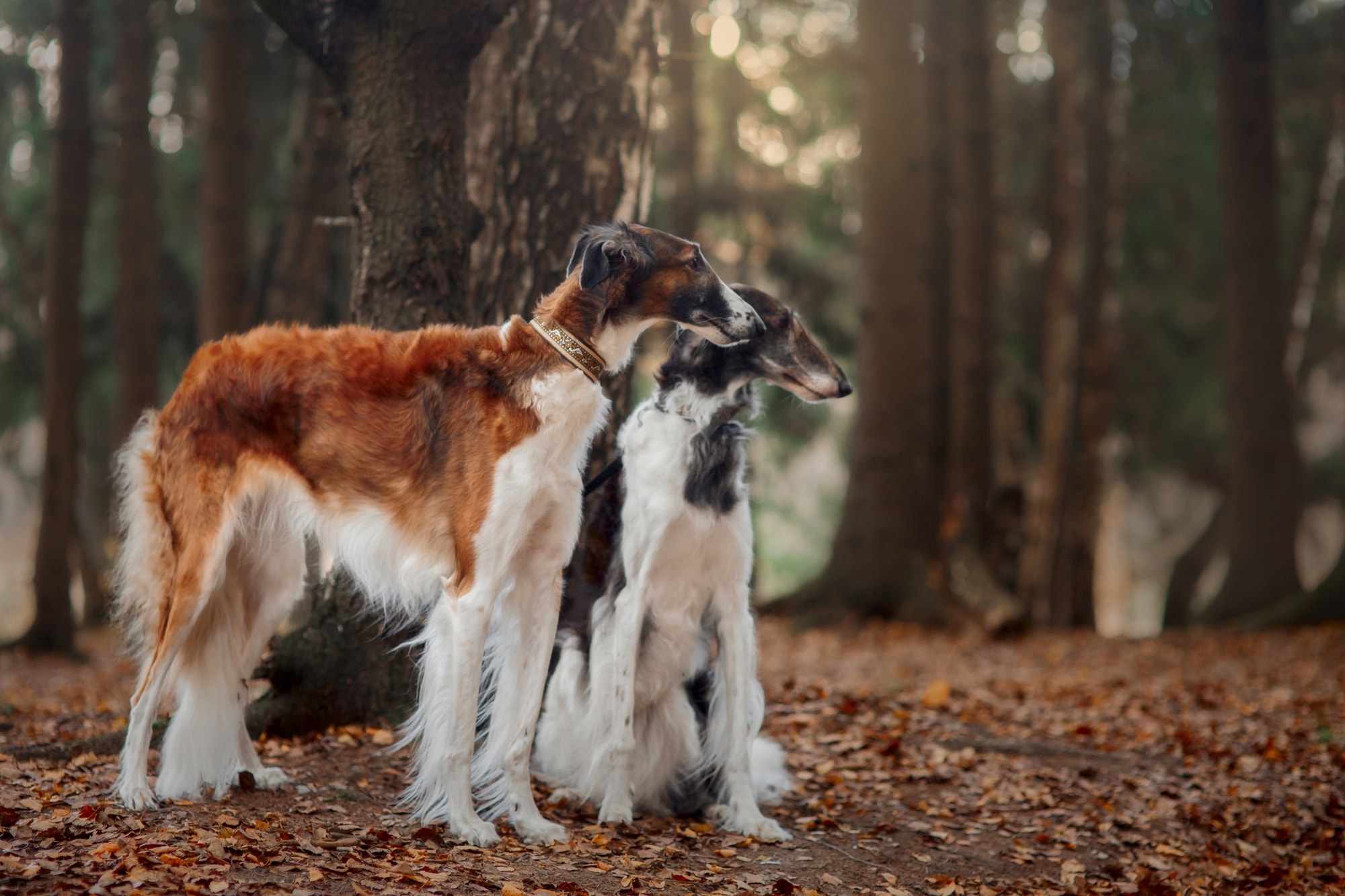 Papermoon Fototapete "BARSOI-HUND Tier-Portrait, langhaariger Welpe"