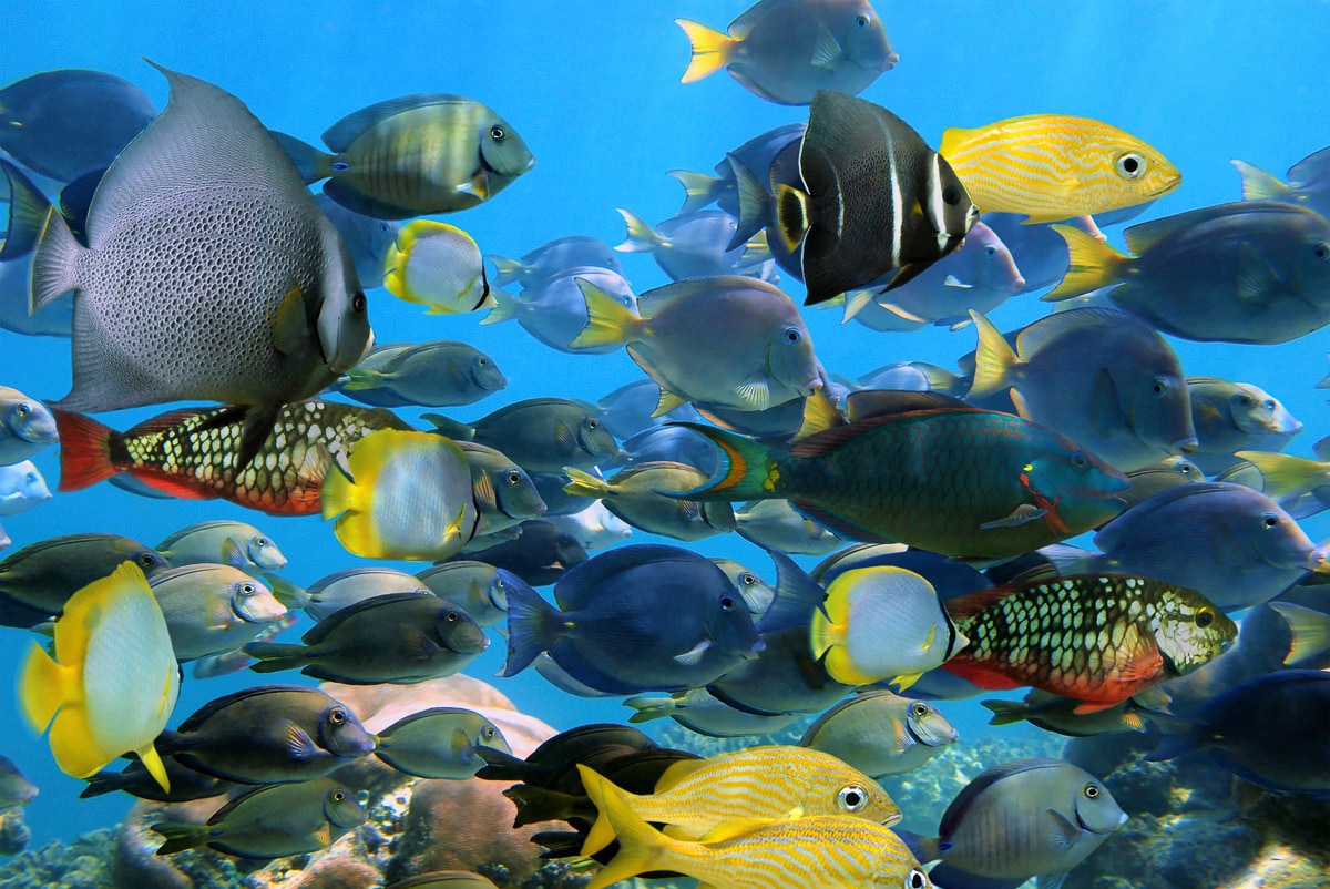 Papermoon "Fische"
