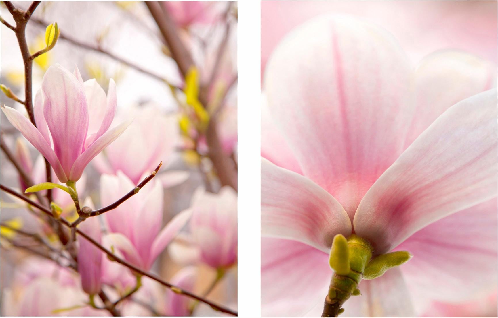 Creativ home Bild "Magnolien" Set, 2 Stk. tlg. 2er Set günstig online kaufen