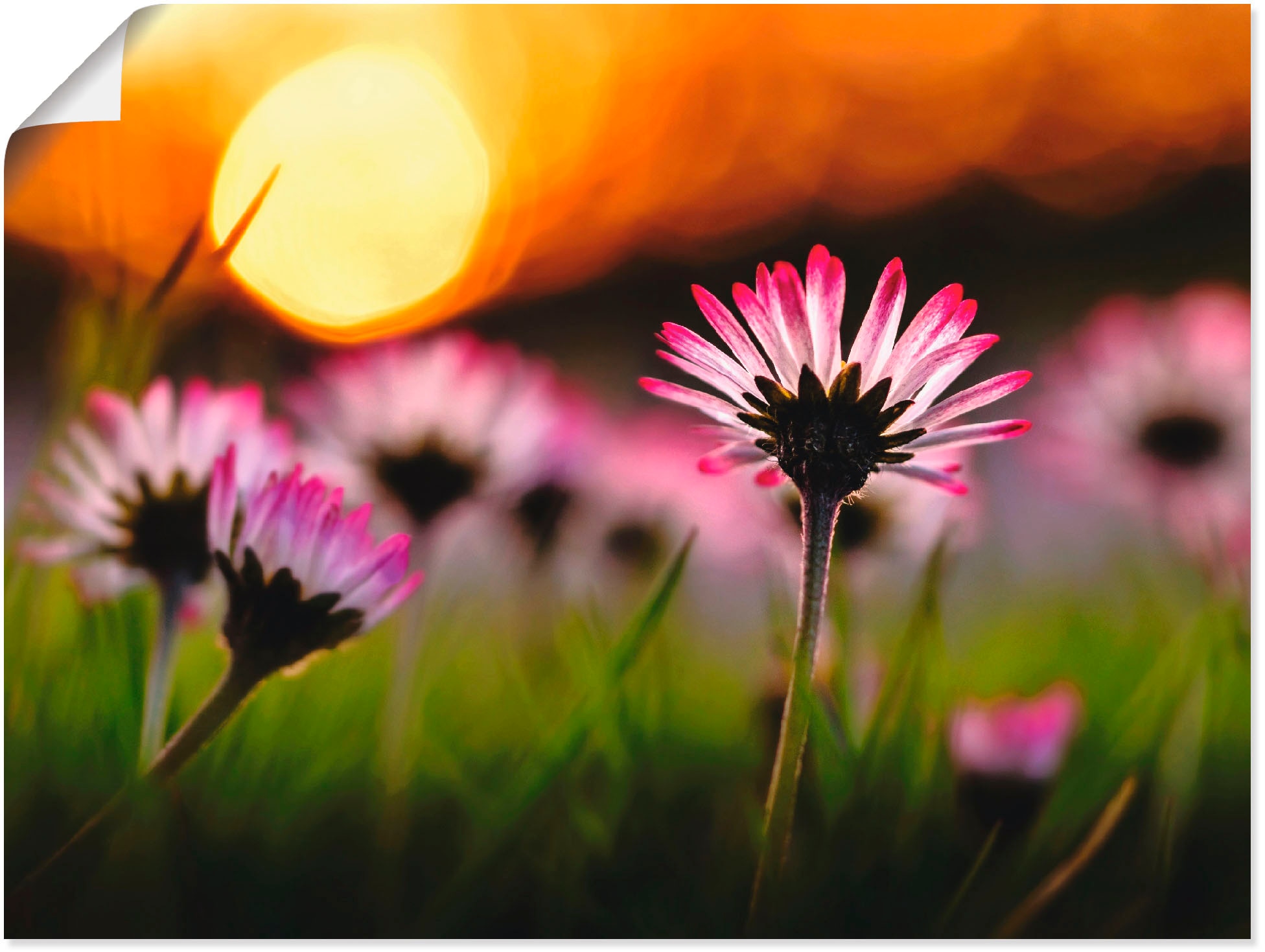 Artland Wandbild im | Größen oder Sonnenuntergang«, St.), Poster als kaufen versch. Blumenwiese, (1 Leinwandbild, Alubild, »Gänseblümchen Wandaufkleber BAUR in