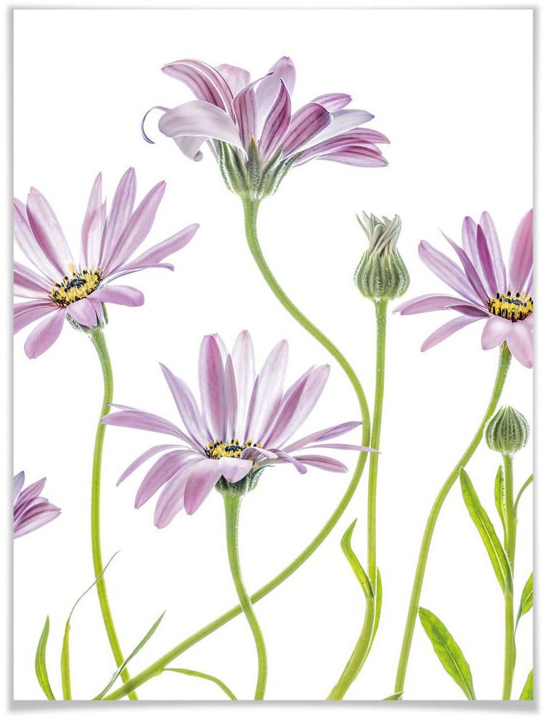 Wall-Art Poster »Gänseblümchen«, Blumen, (1 St.) kaufen | BAUR