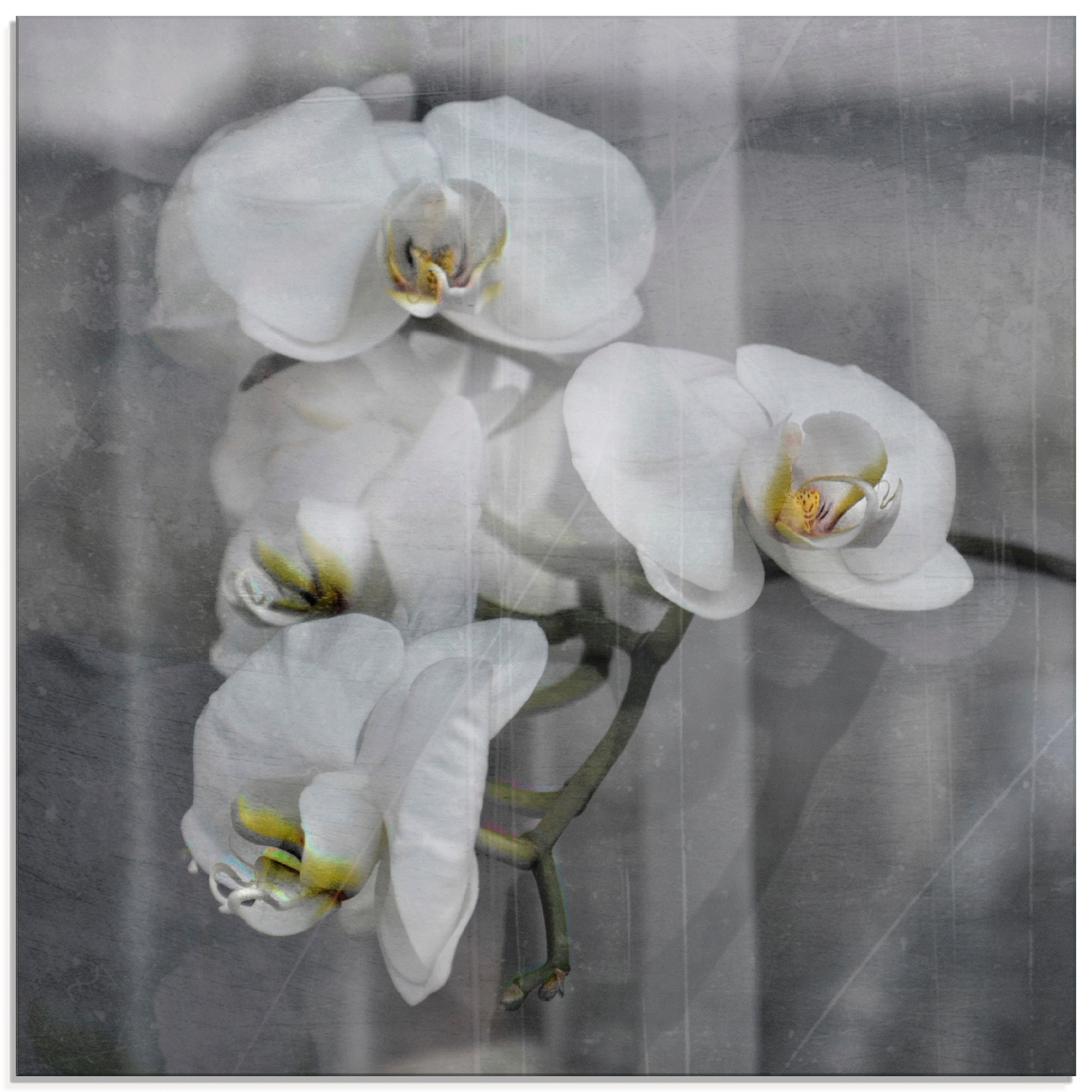 Artland Glasbild "Weisse Orchideen - white Orchid", Blumen, (1 St.), in verschiedenen Größen