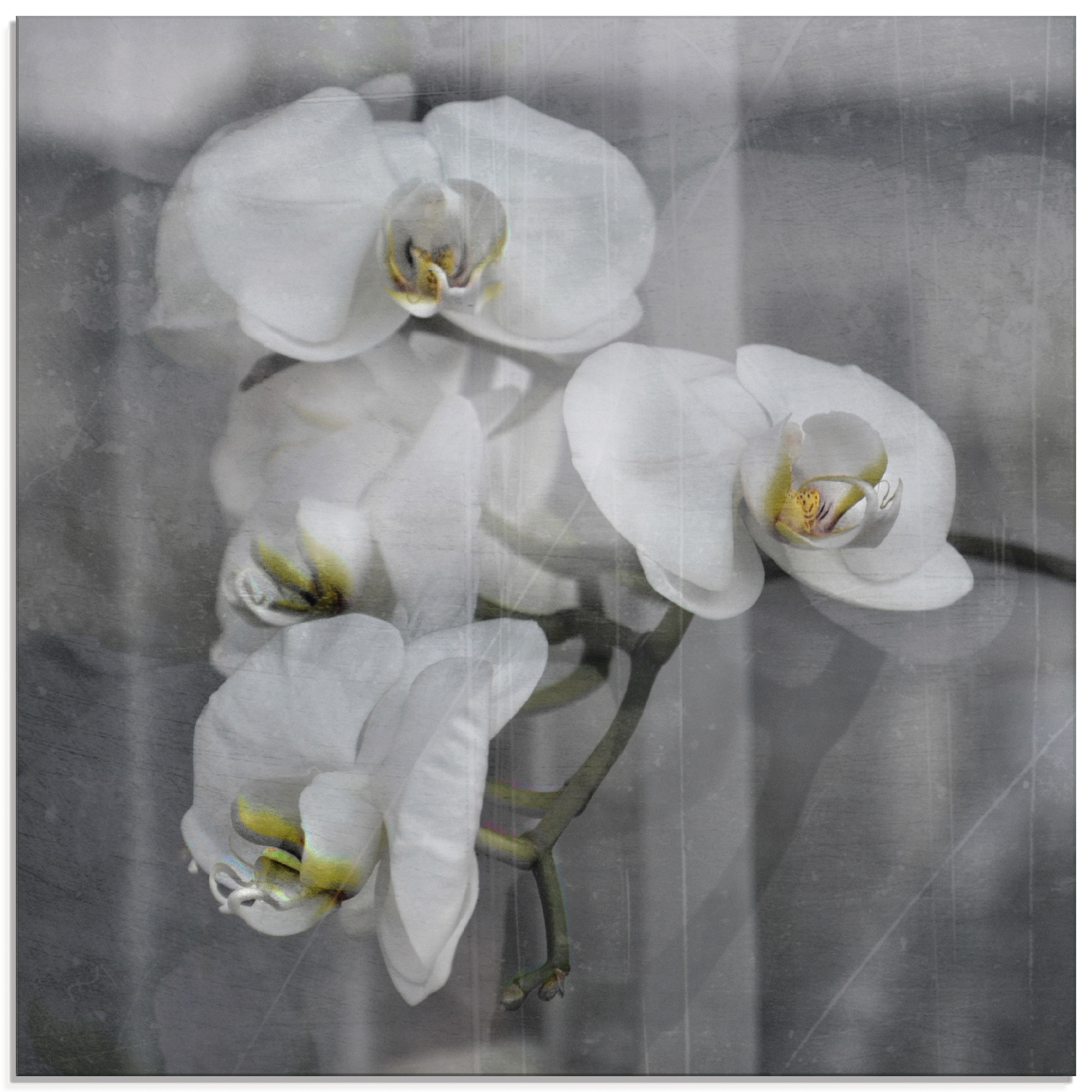 Artland Glasbild "Weisse Orchideen - white Orchid" Blumen 1 Stk. tlg. in verschiedenen Größen