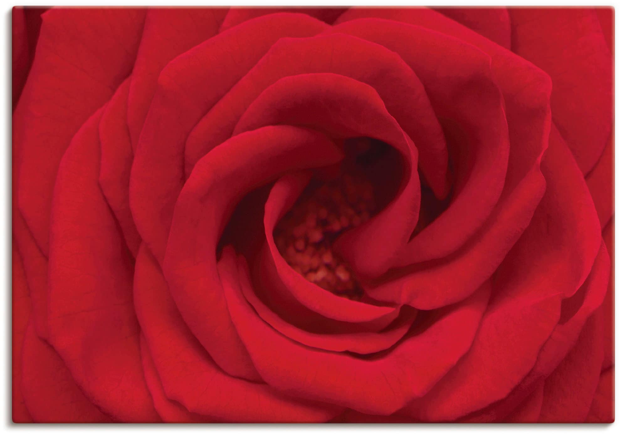 Artland Leinwandbild "Rote Rose" Blumen 1 Stk. tlg. als Alubild, Outdoorbil günstig online kaufen