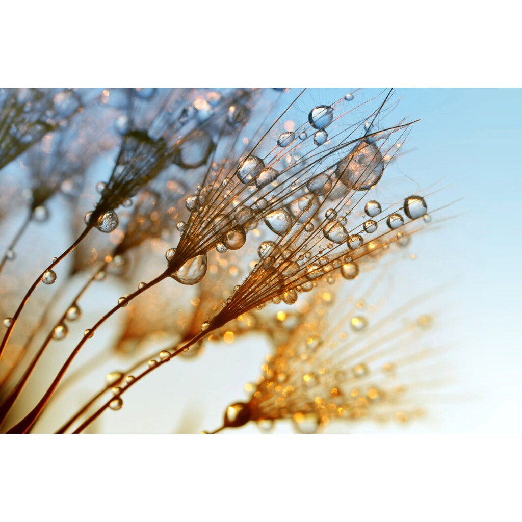 Papermoon Fototapete »Nasse Pflanzen«
