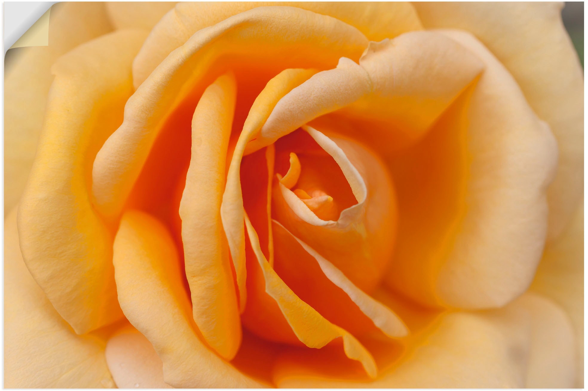 Rose in Poster Leinwandbild, Wandaufkleber Wandbild bestellen Größen BAUR | als Alubild, versch. in Blumenbilder, oder »Zarte Artland St.), (1 Orange«,
