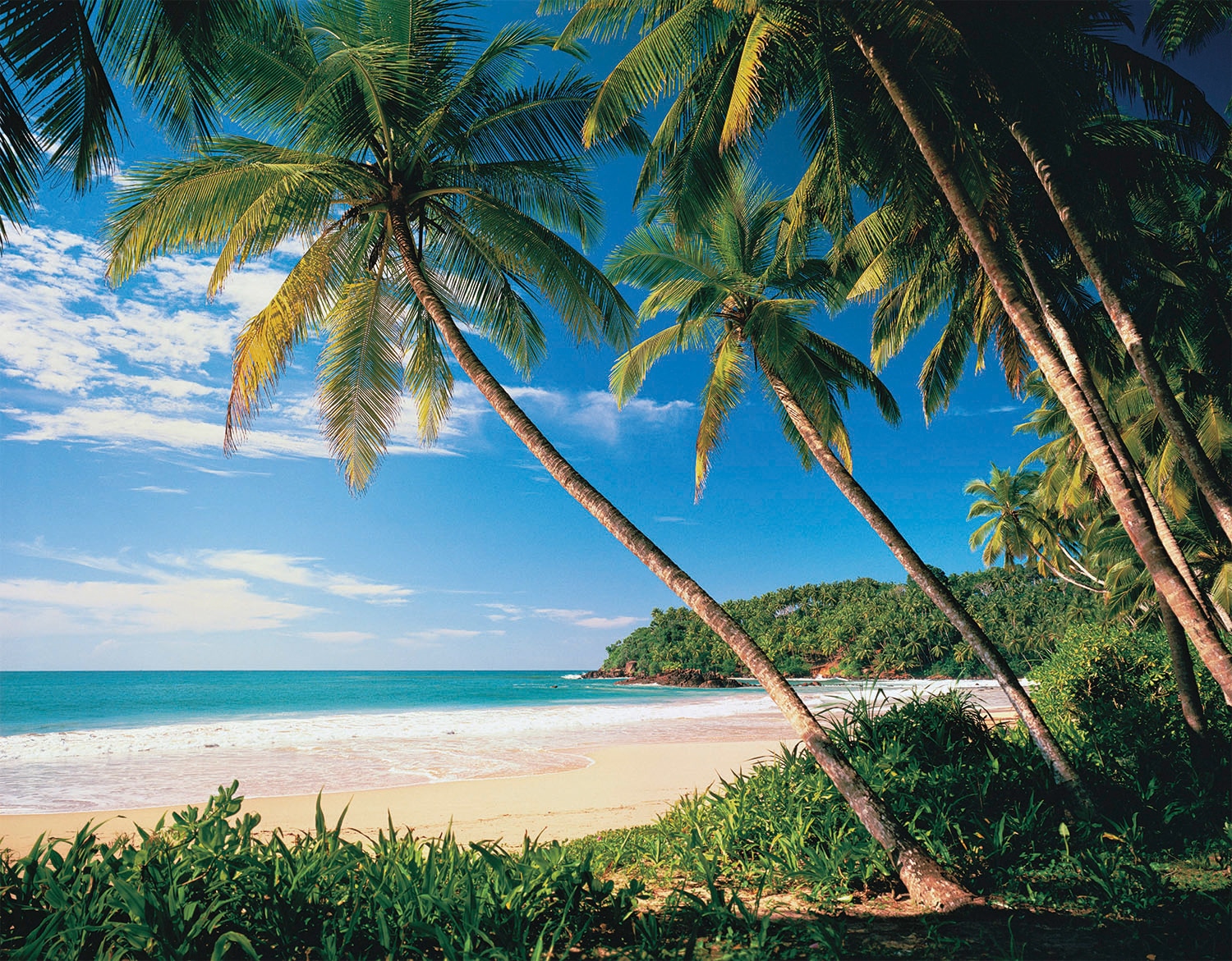 Papermoon "Palmbeach" glatt